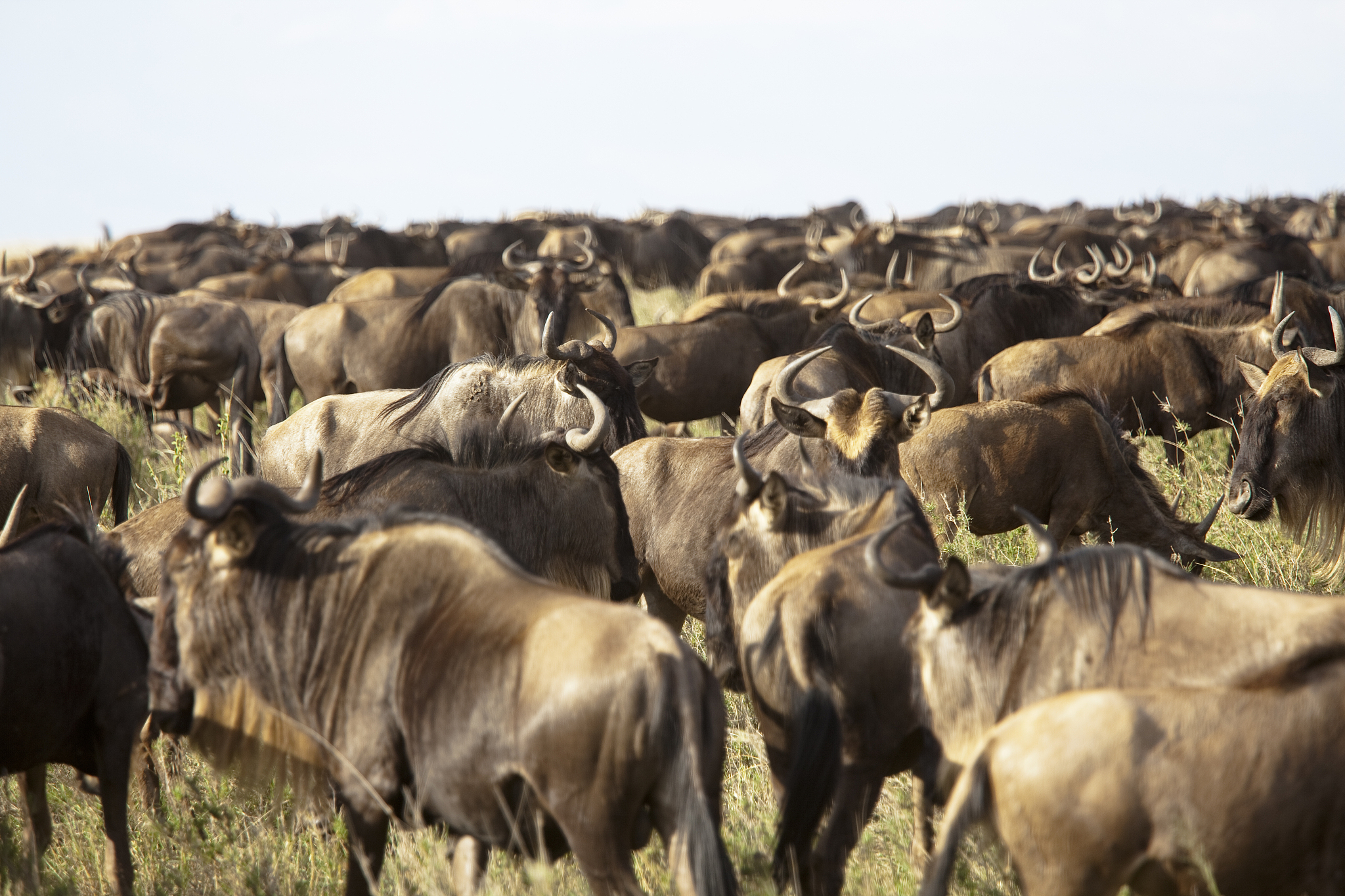 herd of wildebeests at great migration