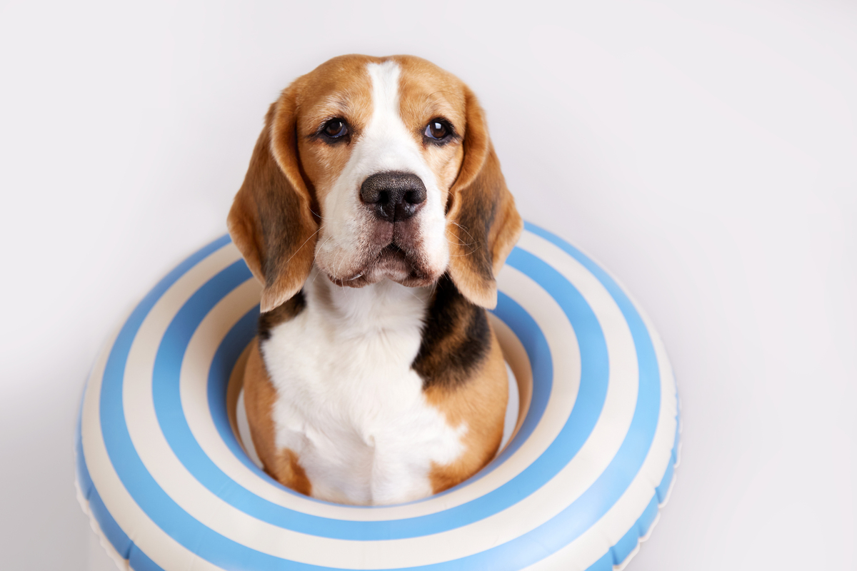 犬渐进性视网膜萎缩变性-RCD1型检测诊断