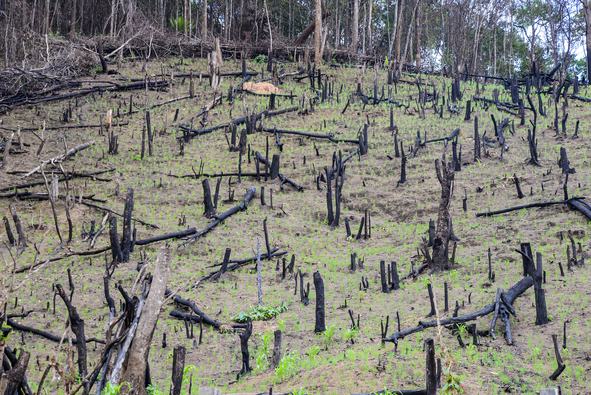 细说一下人对自然的破坏