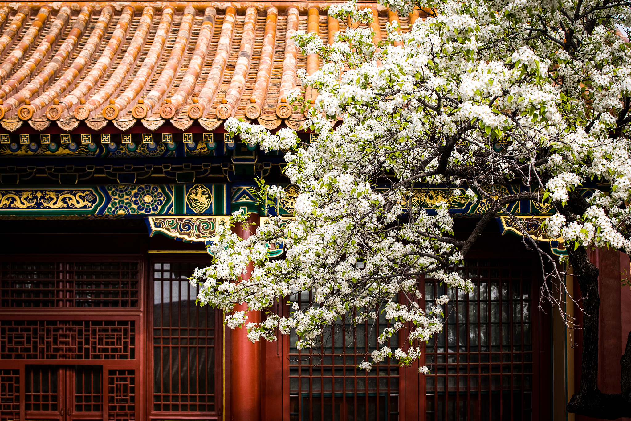 故宫榆叶梅：春光烂漫，美不胜收