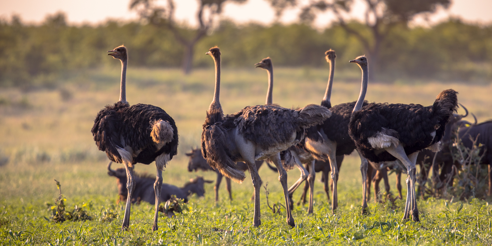 ostrich herd on mooiplaas savanna plain