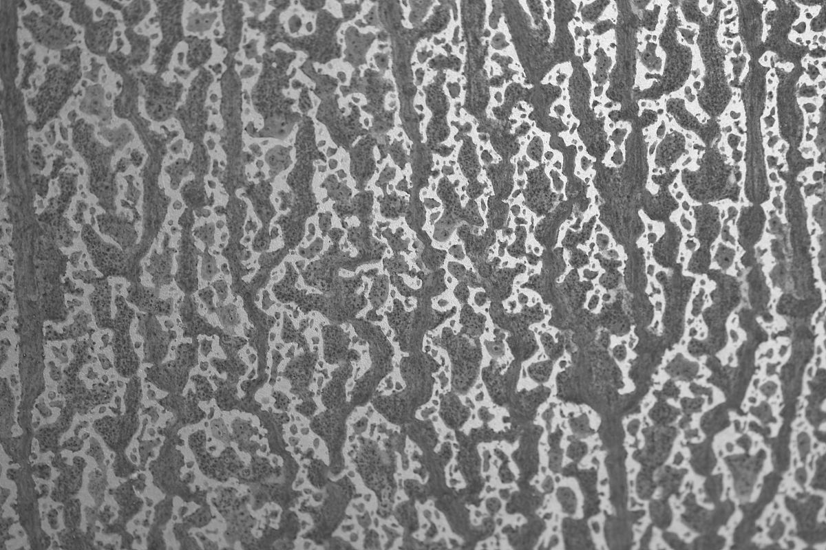 请对下面这段话进行总结：应力腐蚀开裂分为两个阶段即裂纹萌生与裂纹扩展41。Li等42通过研究TC17钛合金在高温高周疲劳下的失效机理发现高温下钛合金表面会形成一层富氧层而富氧层的脆性断裂是高温高周疲劳下钛合金表面裂纹萌生的关键因素。卢云飞等人43通过电化学方法和慢应变速率实验研究了阴极极化电位对Ti31、Ti75以及Ti80钛合金在模拟深海环境中应力腐蚀敏感性的影响时发现随着阴极极化电位的负移三种