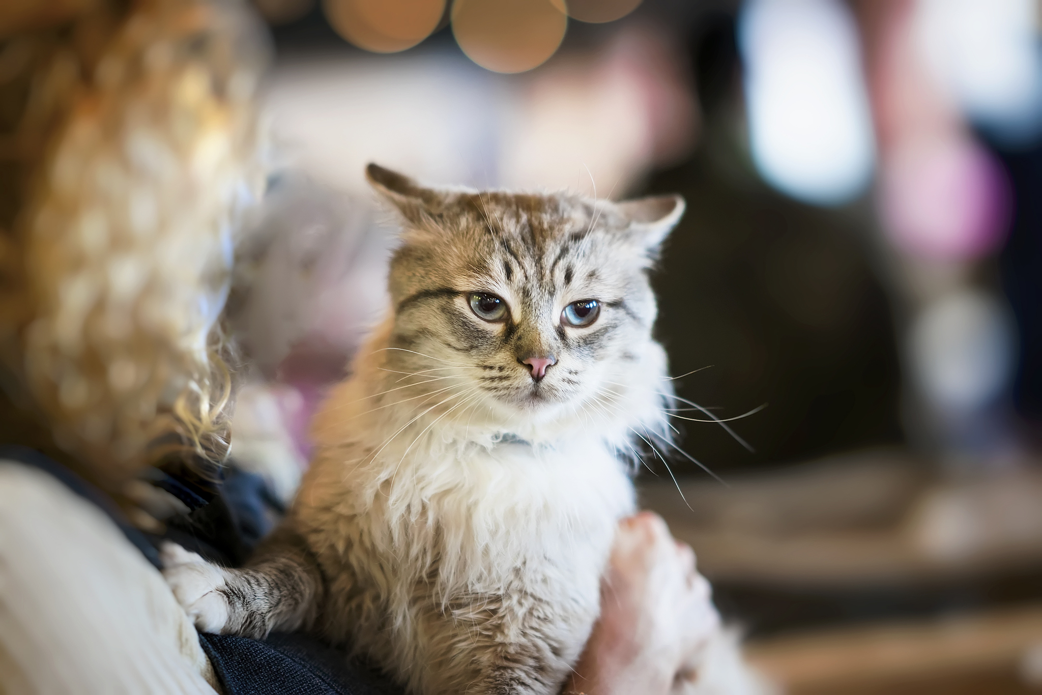 frightened fluffy homeless cat in hands of girl volunteer in she