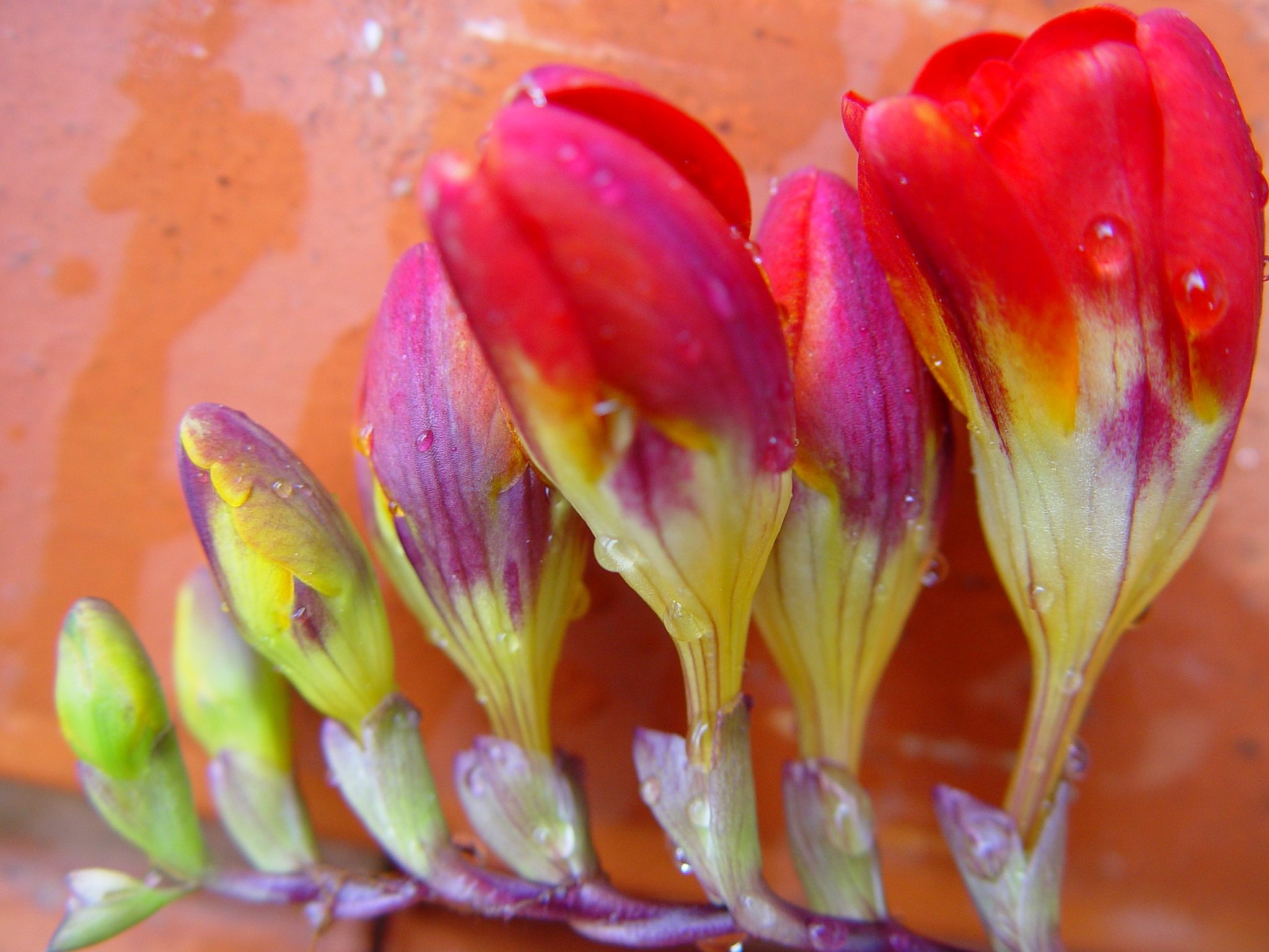 暹罗郁金香的最佳温度和湿度