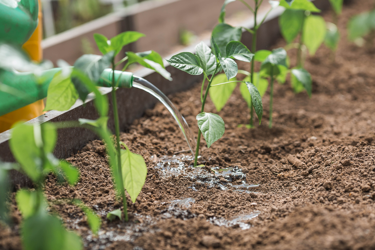 番茄浇水过多症状：根腐、黄叶、生长缓慢、病虫害 | 如何避免？