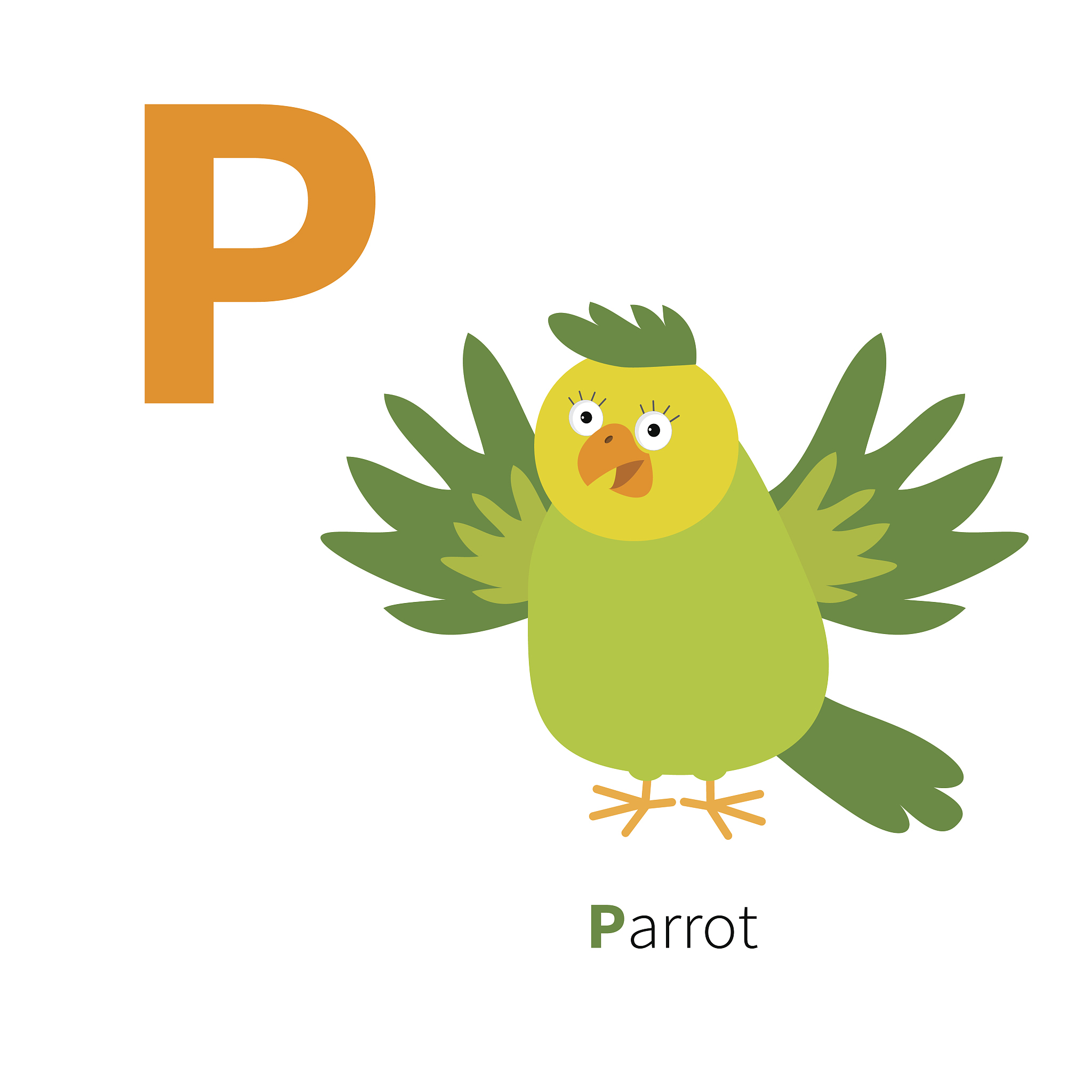 letter p parrot zoo alphabet. english abc flat design