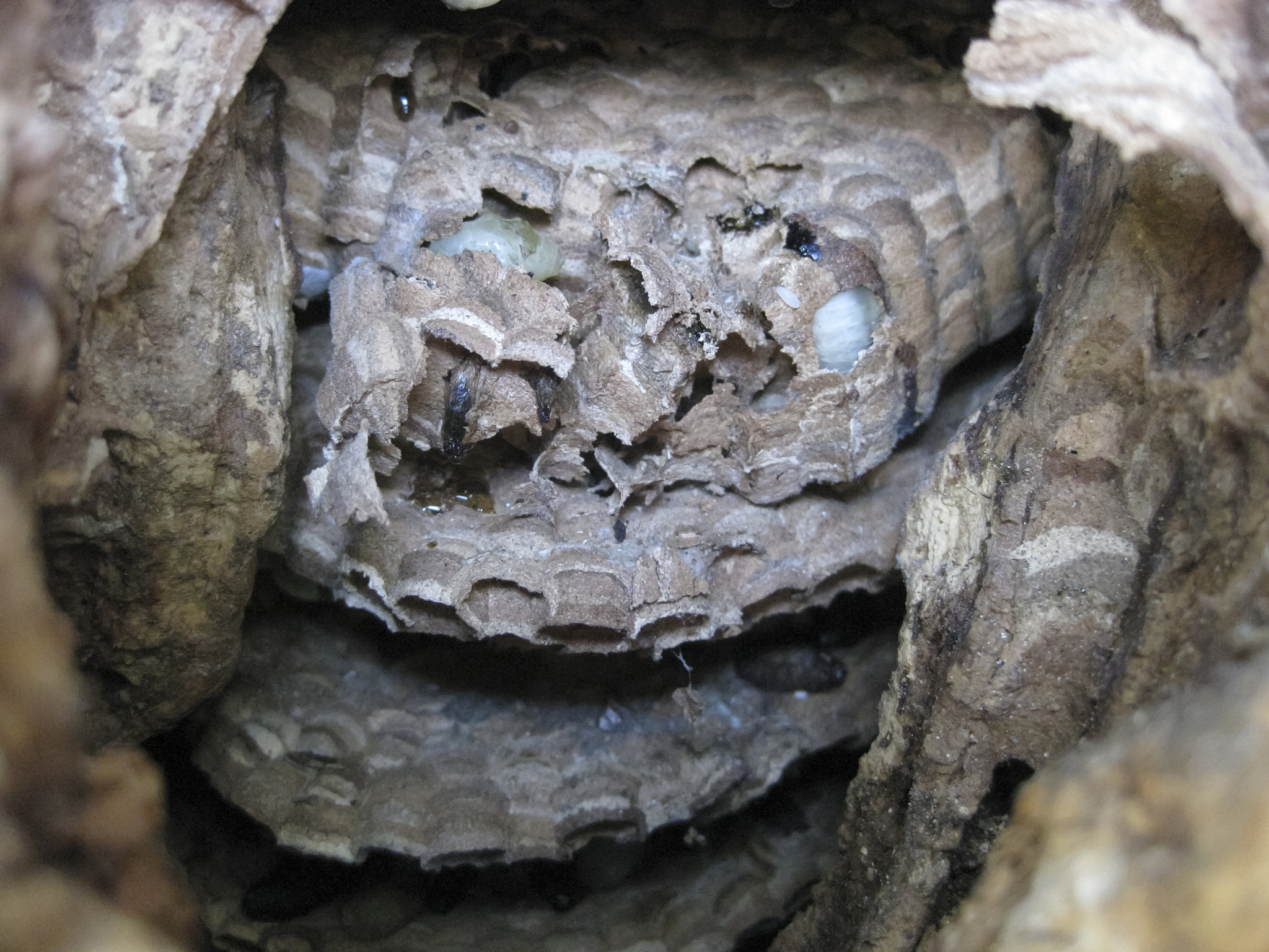 海口火山口地质公园有化石展览吗？