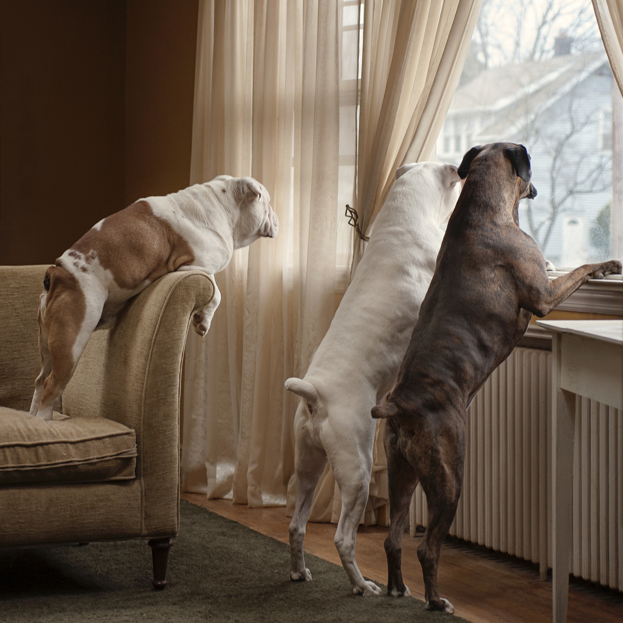 舔狗行为分析：揭秘舔狗心理背后的原因