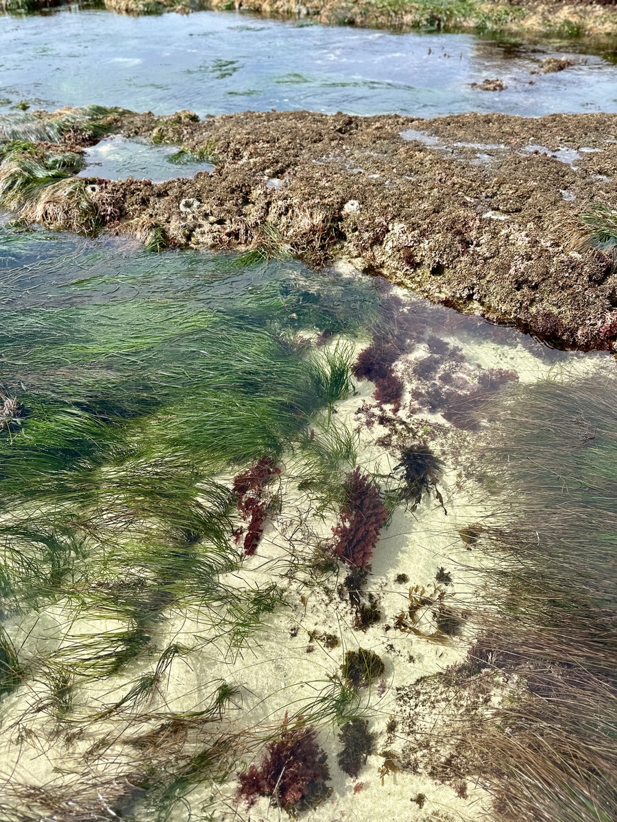 日本核废水排放对环境和人类健康的危害