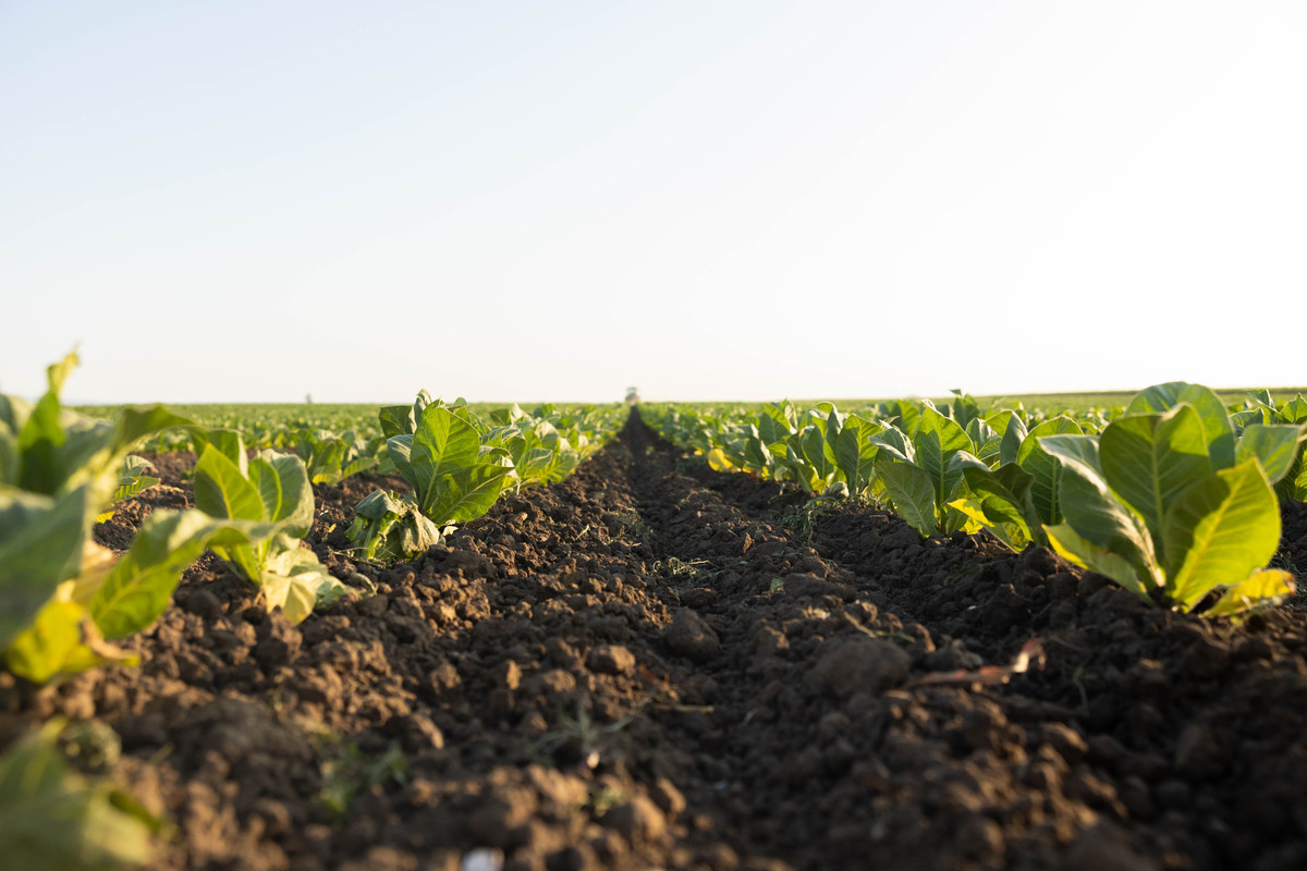 过硫酸氢钾复合盐 烟叶种植 重茬