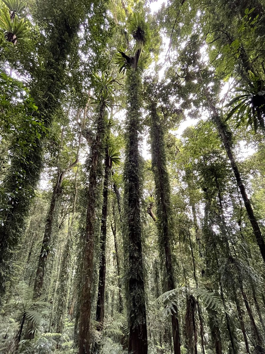 芬兰松和樟子松有什么区别