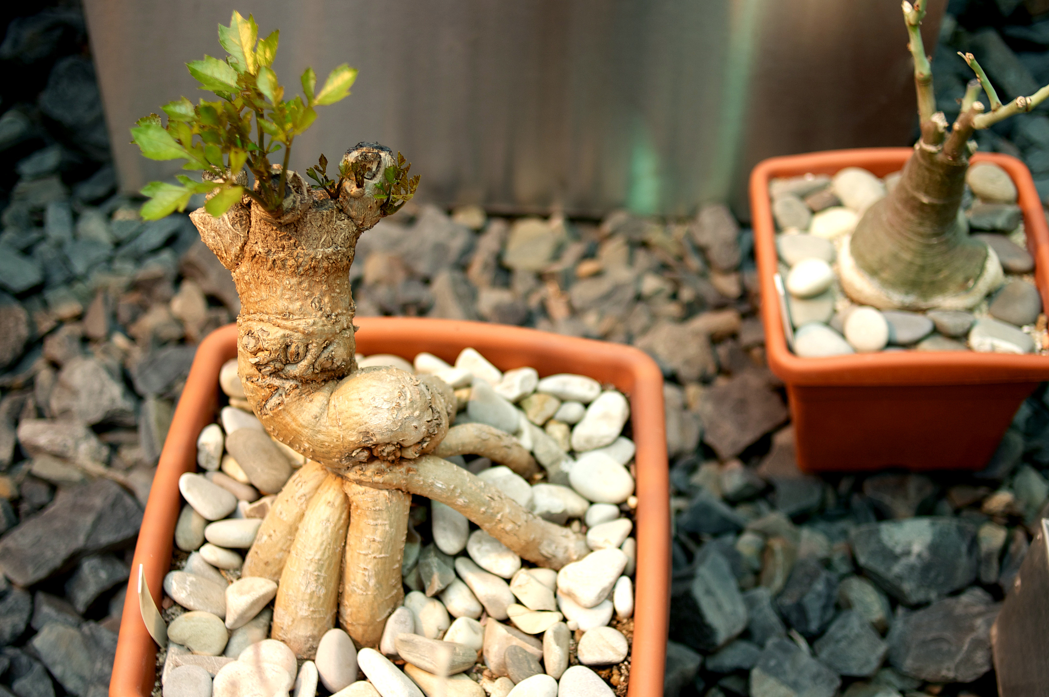 多肉植物根系特点：耐旱性强