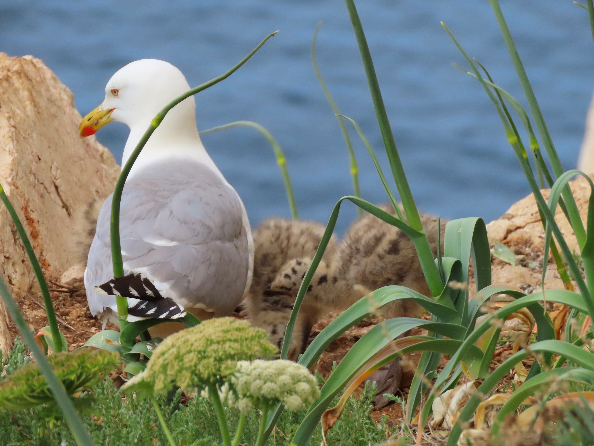 幽默故事：小鸟和海鸥的奇葩友谊