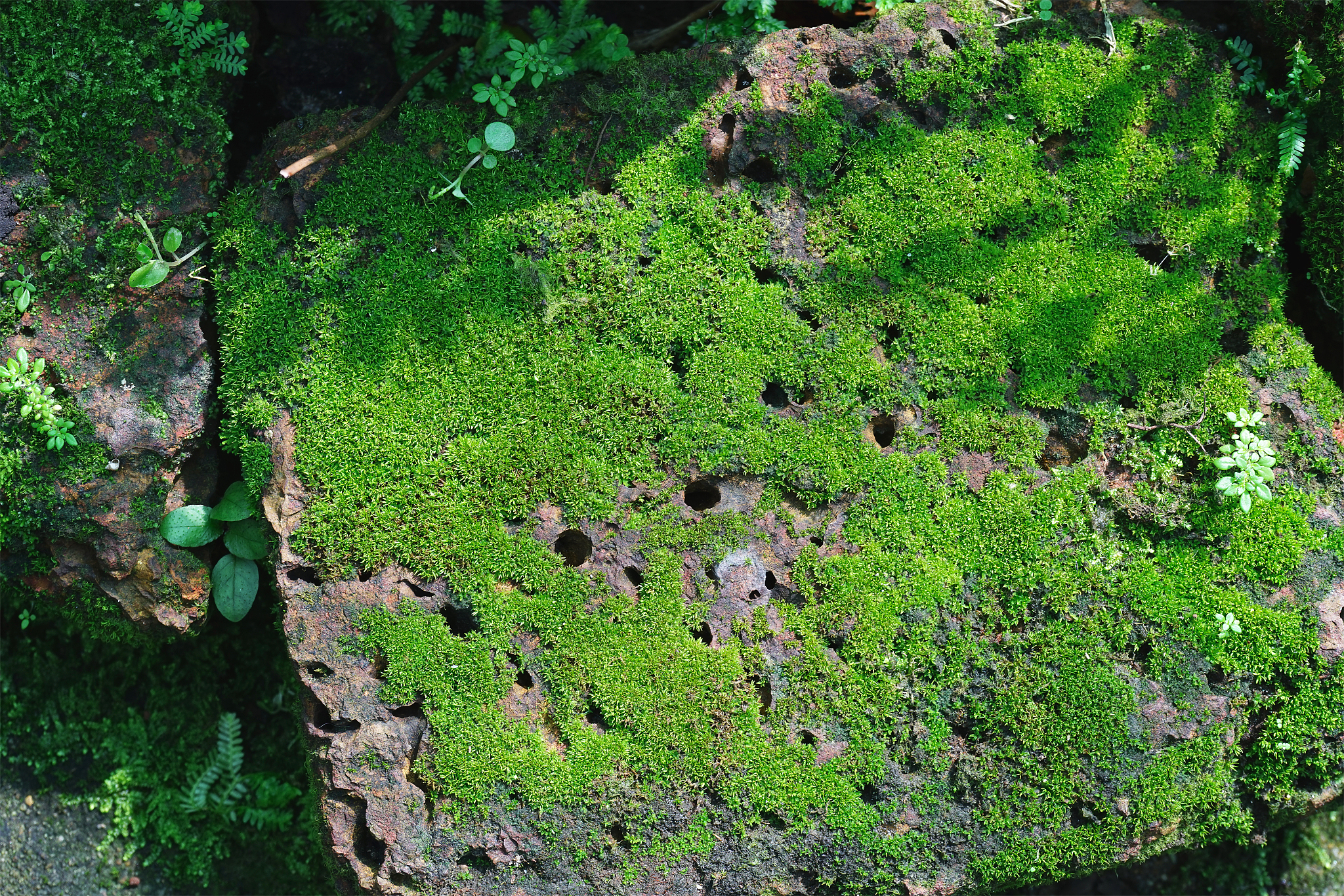 生态位模型和苔藓植物的分布格局。分别是什么因素造成的