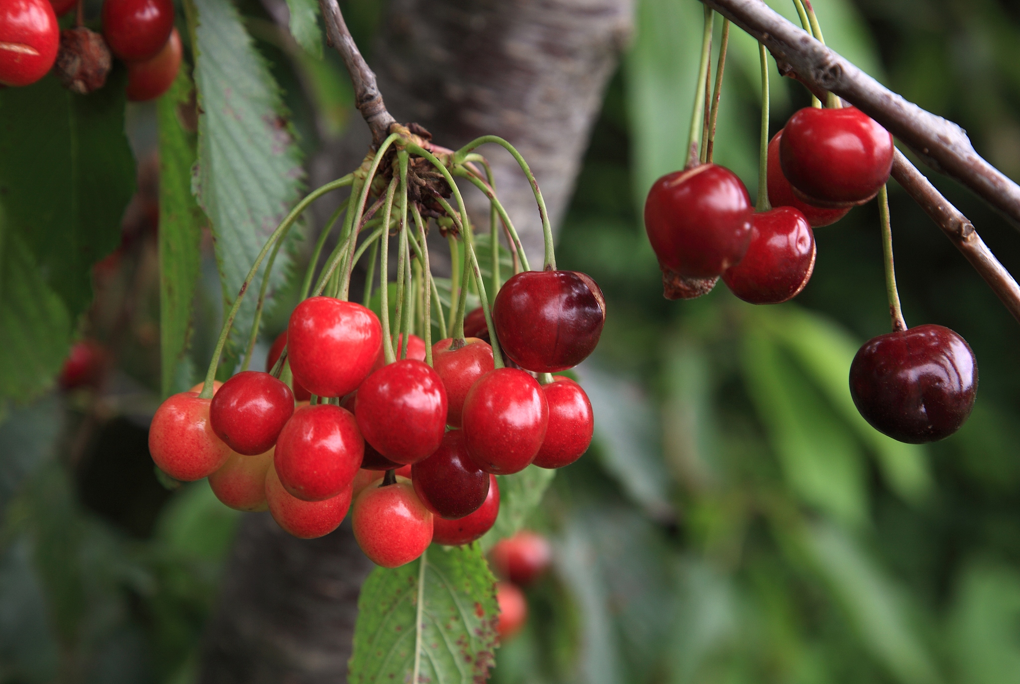 spanish cherries