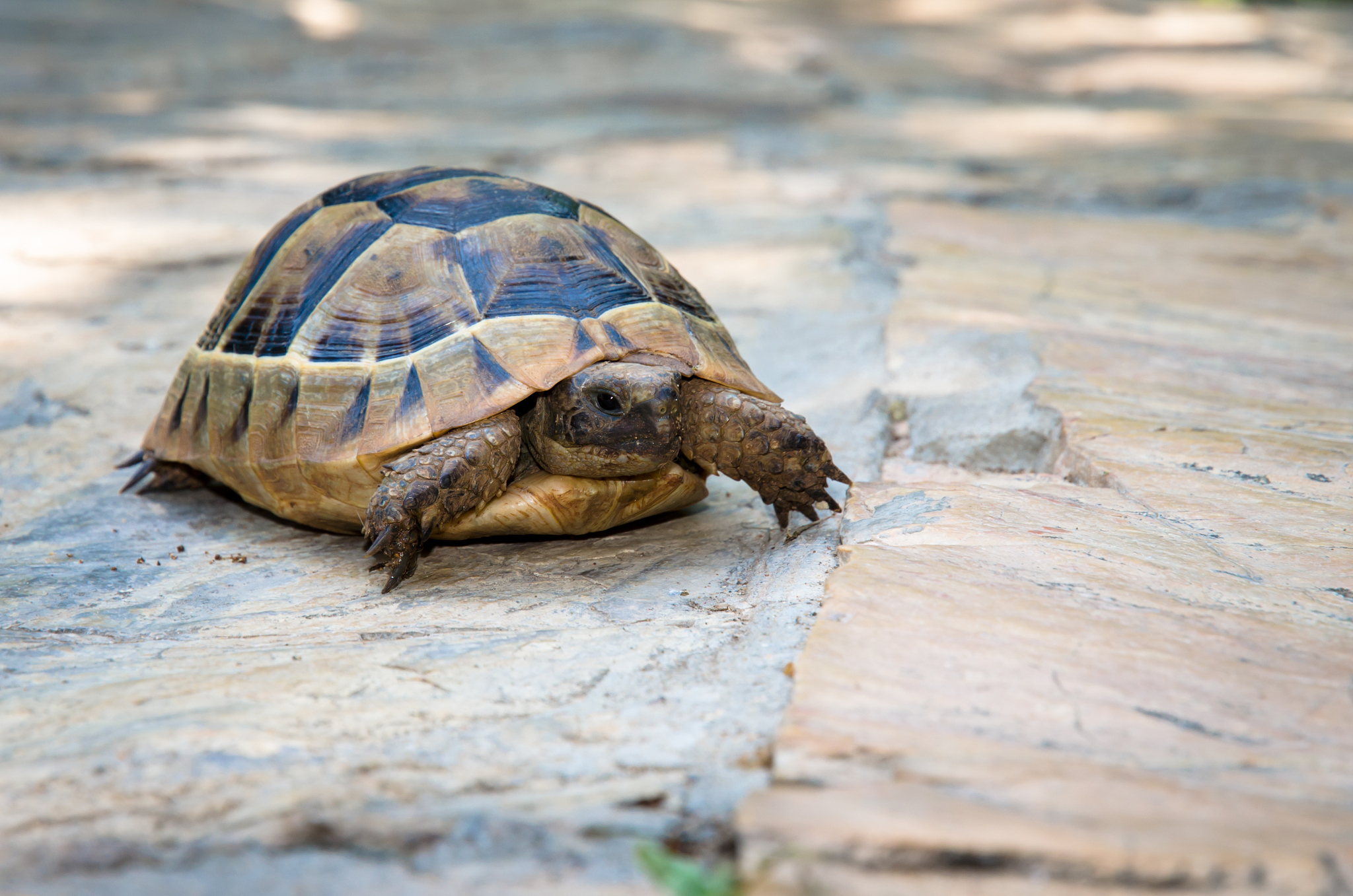 turtle