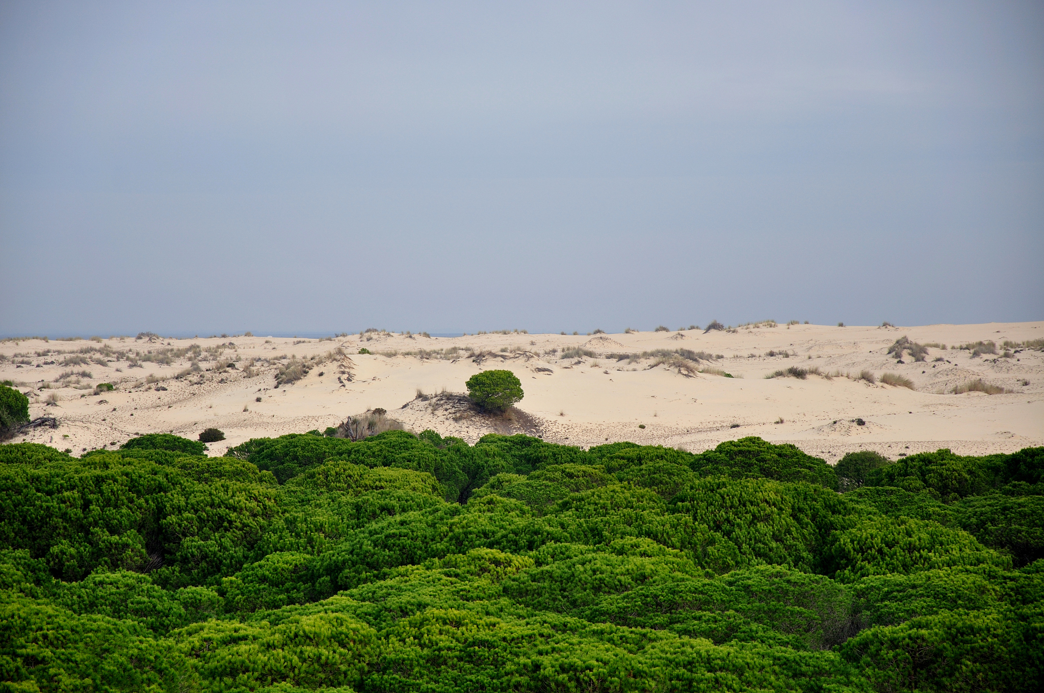 do?±ana national park