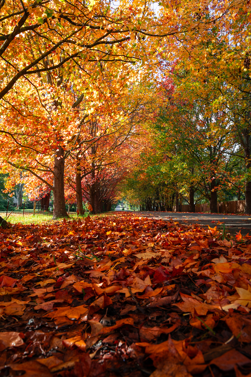 描述一段秋天的风景用英文表达