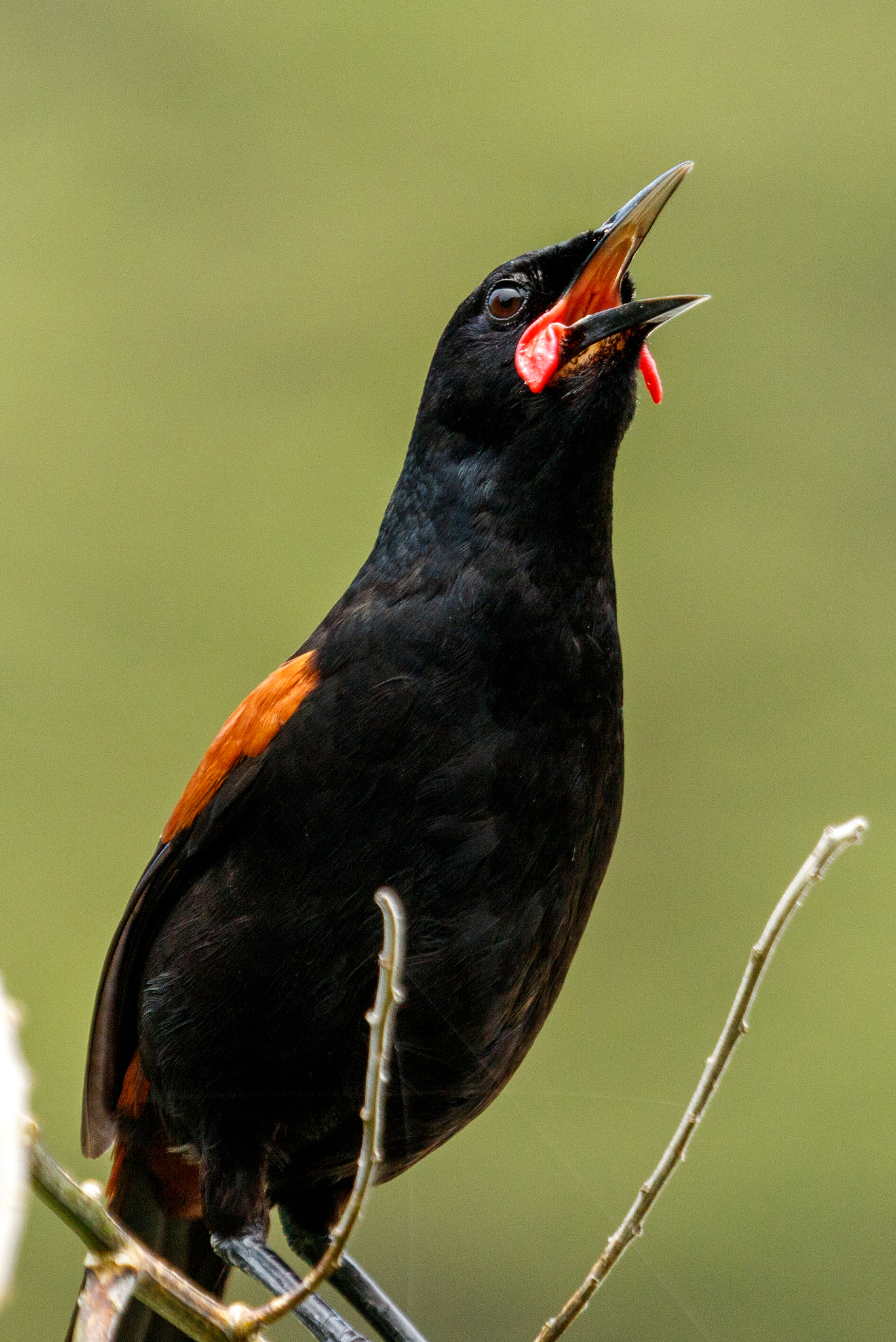 north island saddleback philesturnus rufusater