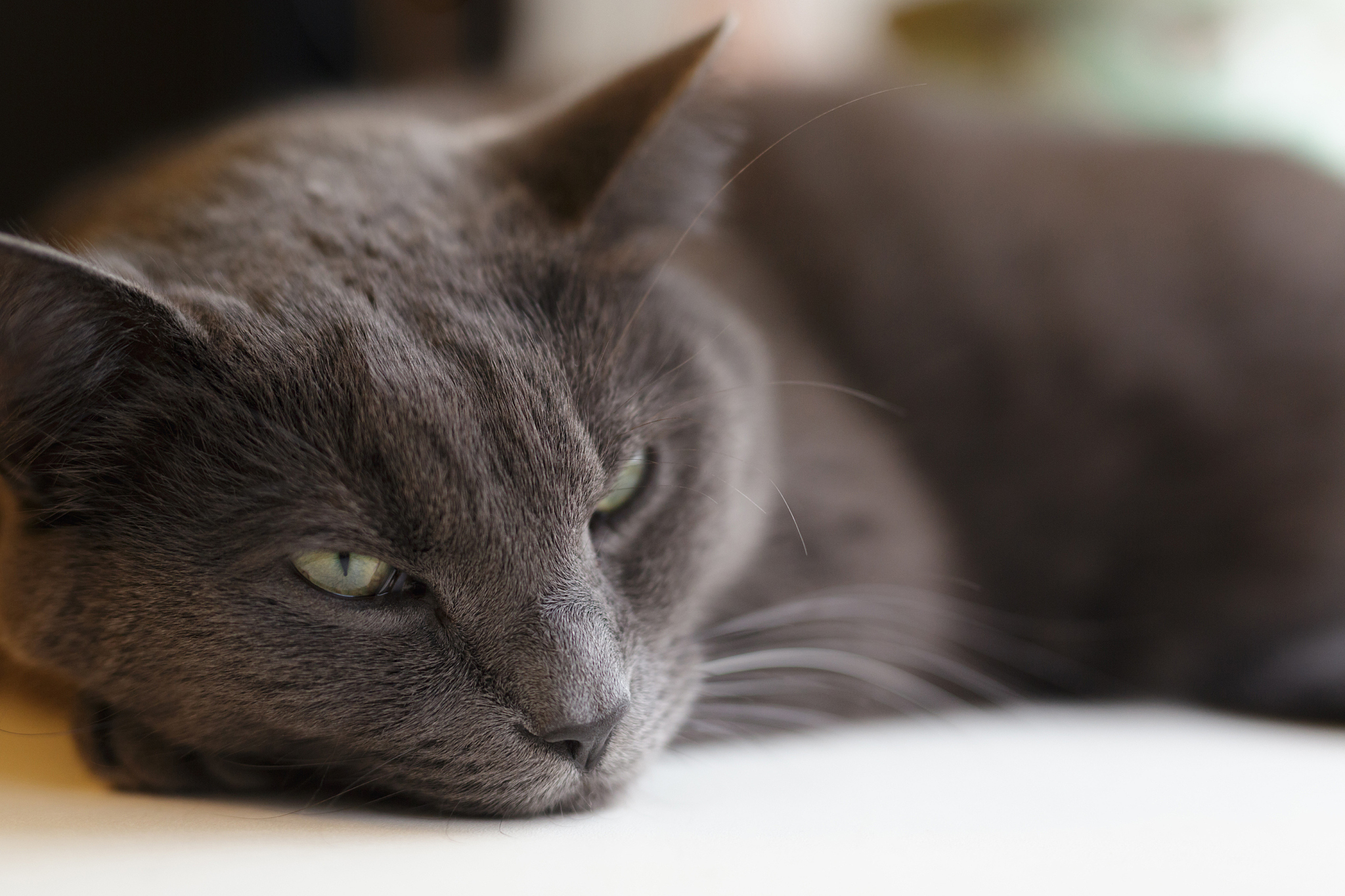 gray cat lies on window