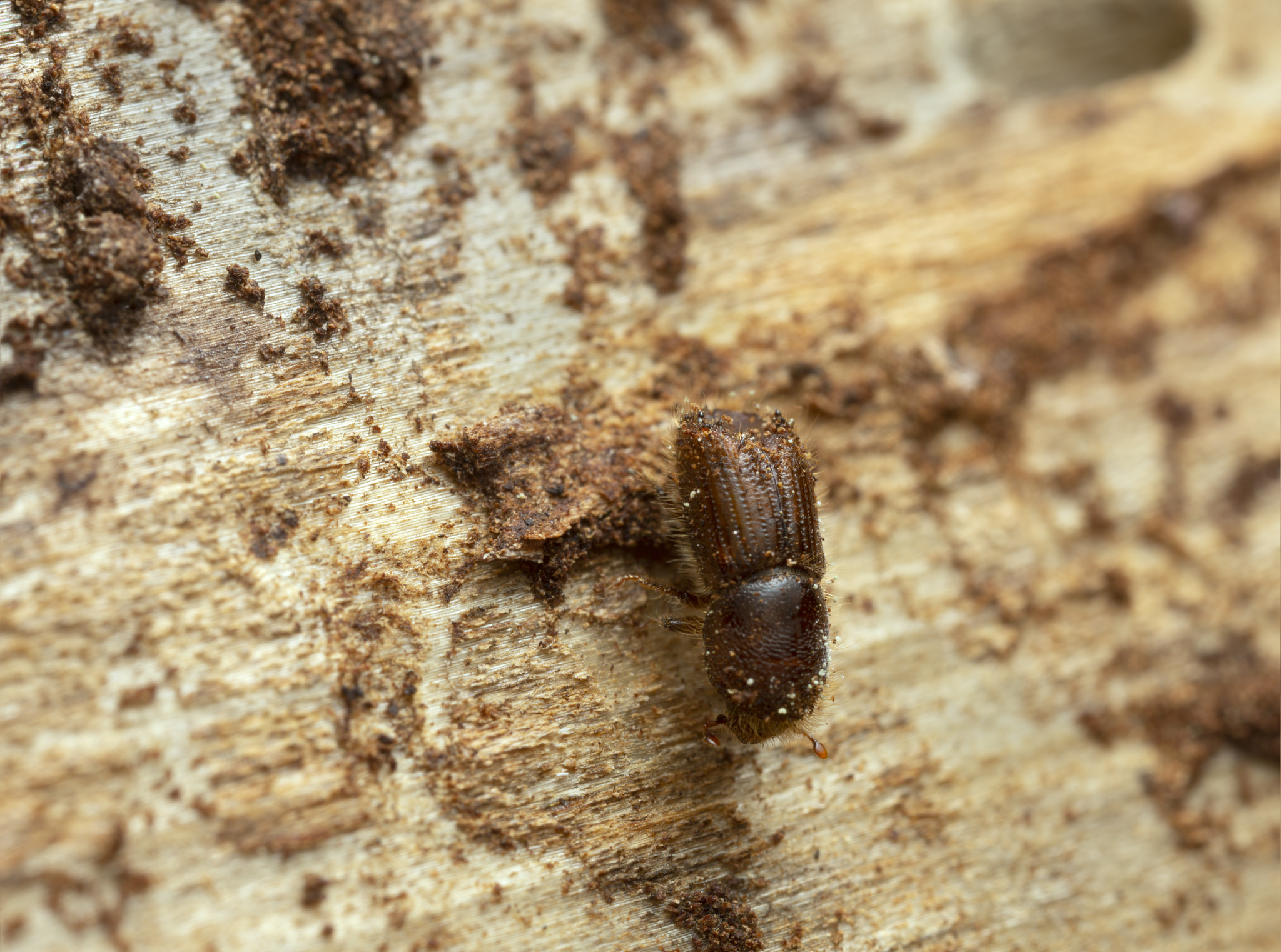 european spruce bark beetle, ips typographus on fir wood