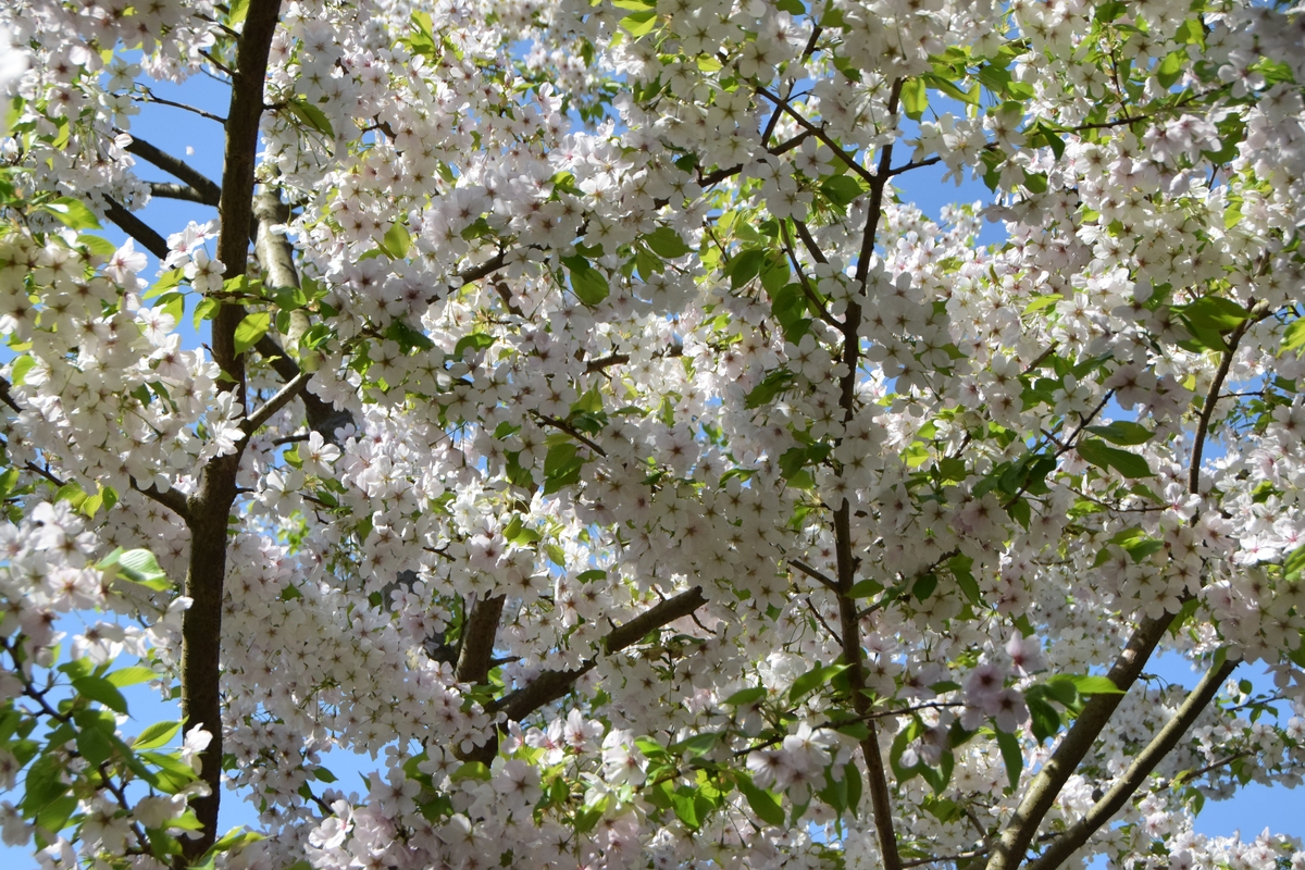 春天的槐花树：小区里的美丽风景