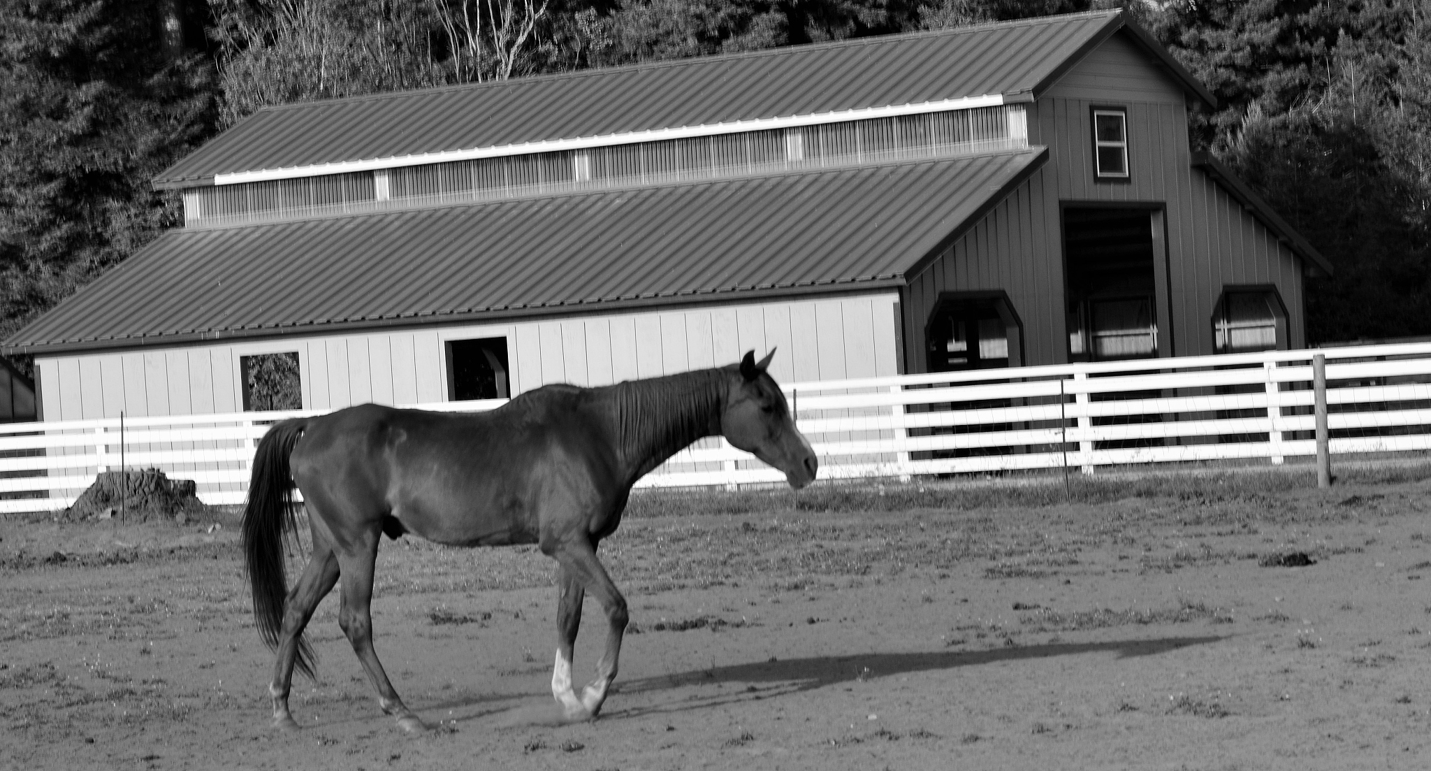 horse