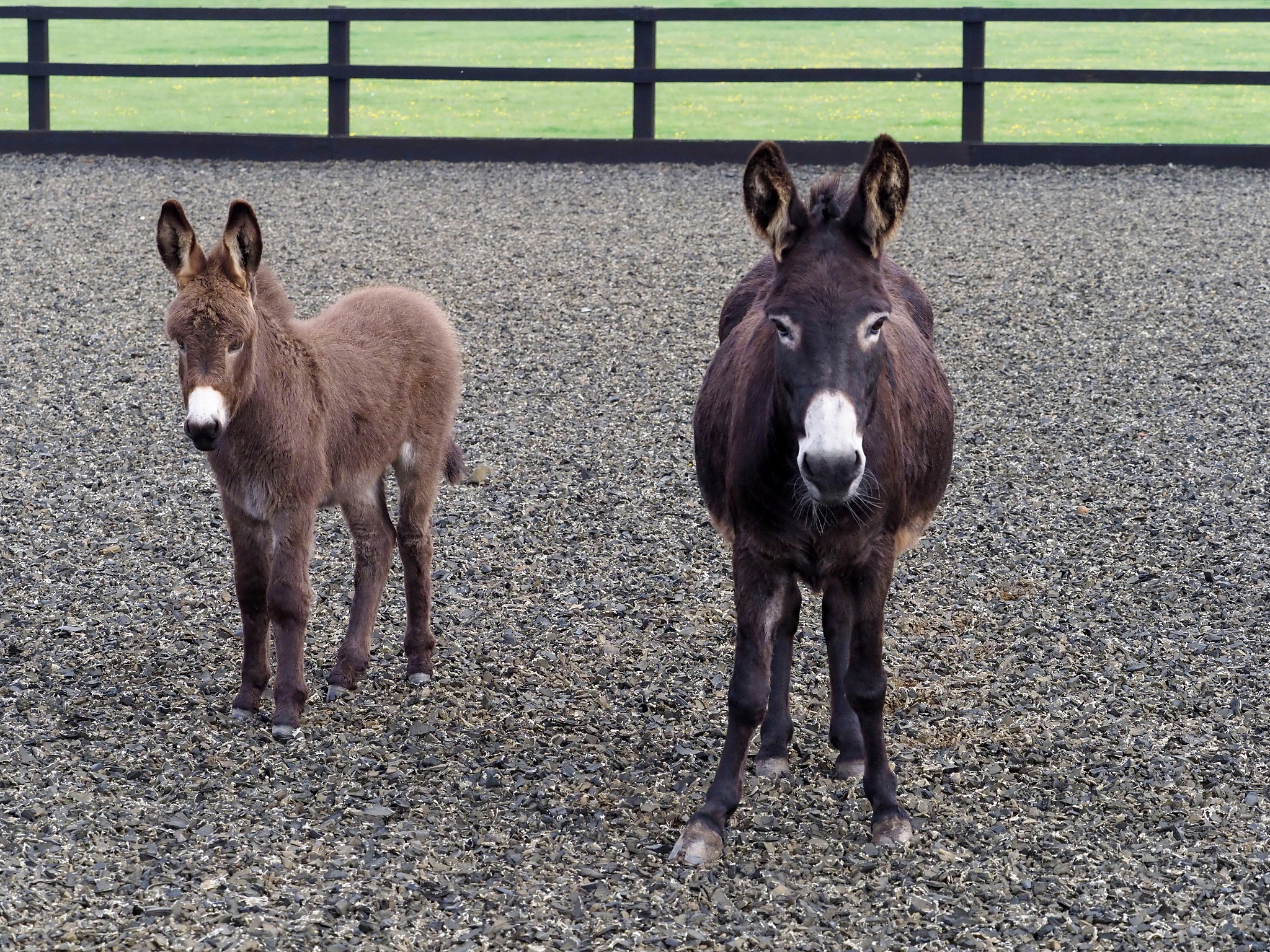 baby donkey
