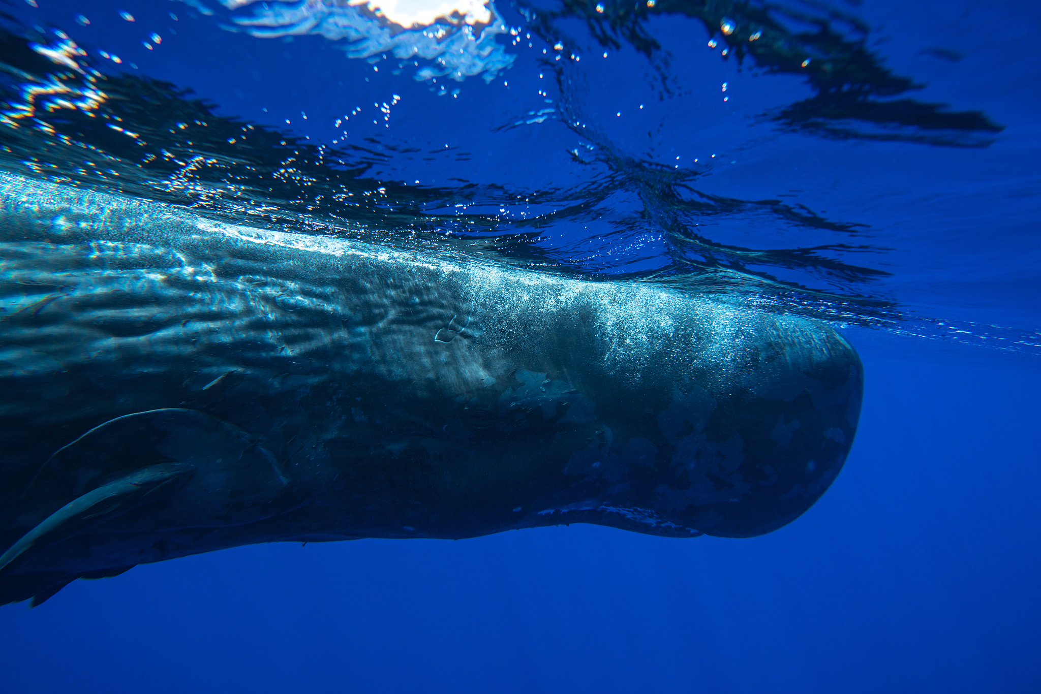 underwater shot of a sperm whale,mauritius
