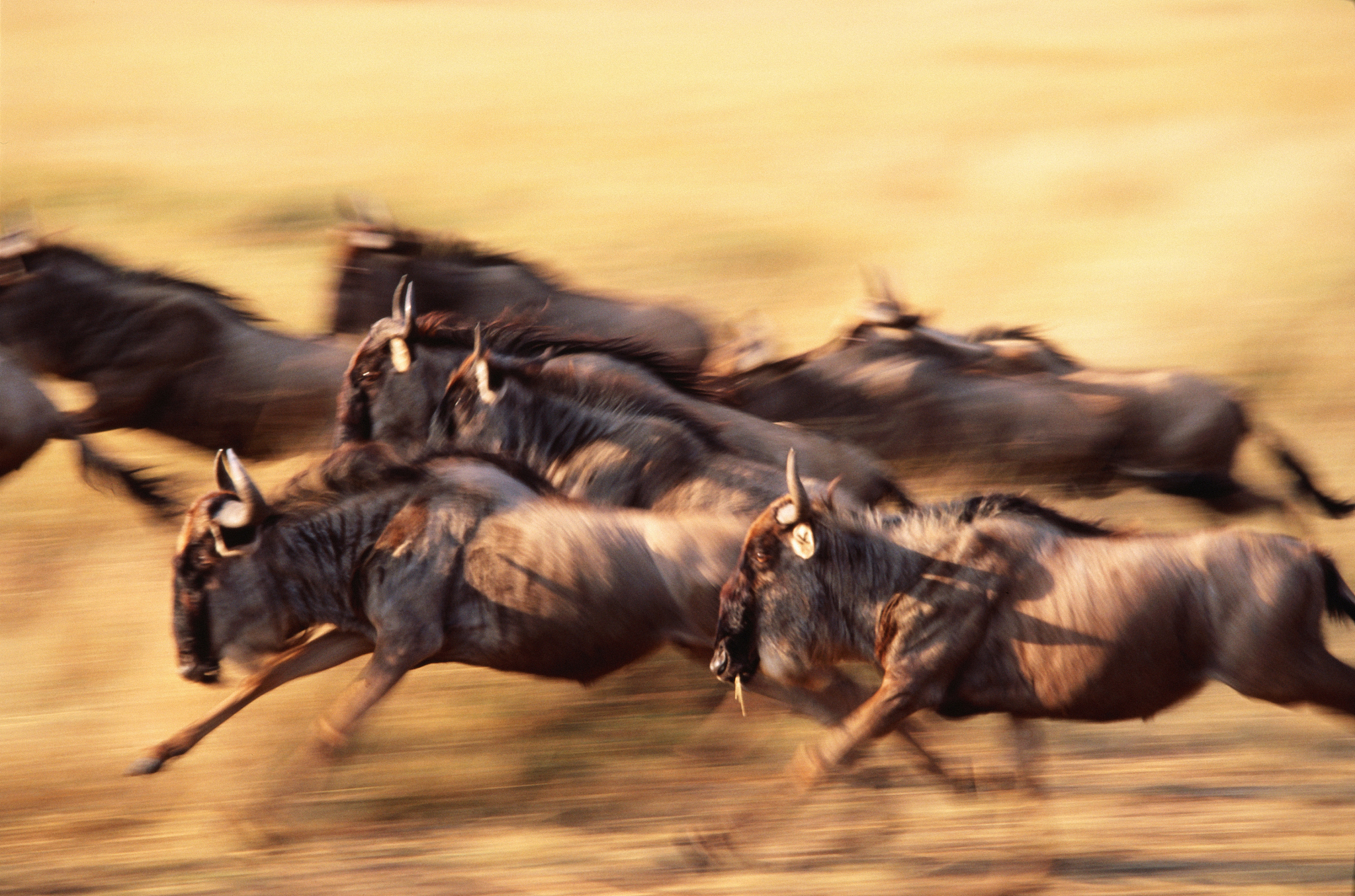 herd of gnus running in the serengeti national park, tanzania