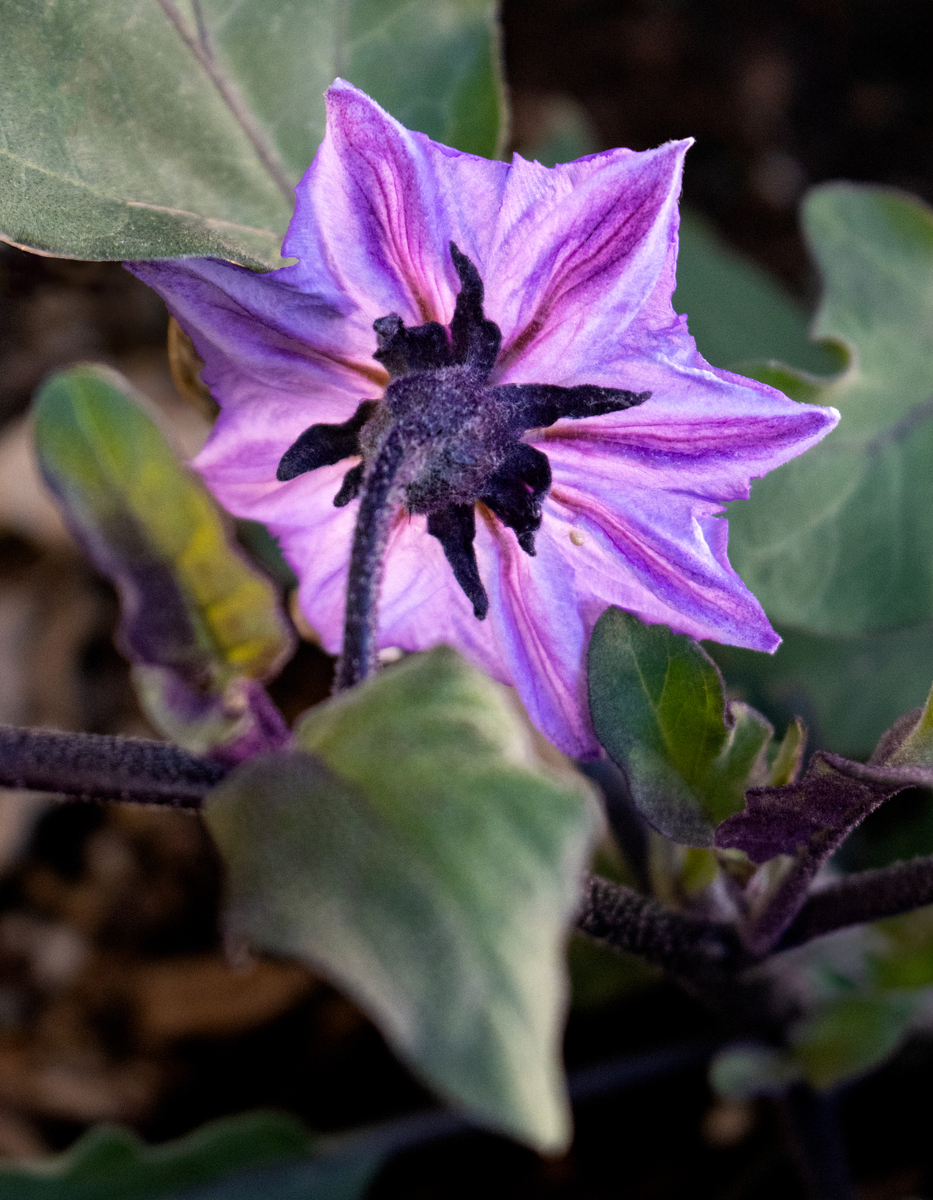 改写桔梗 Platycodon grandiflorum 始载于《神农本草经》味微辛、苦性平归肺经。目前通过化学成分以及药理研究发现100多种化合物具有止咳平喘、抗炎4、抗肿瘤5、降血脂、调节血糖6、抗氧化7、保肝8、抗肺损伤、免疫调节、抗肥胖等药理作用9。但是目前针对桔梗治疗脓毒症的研究较少未能全面揭示桔梗治疗脓毒症的机制。网络药理学是中医药领域研究药物治疗疾病作用机制的一个重要工具其被广泛应用