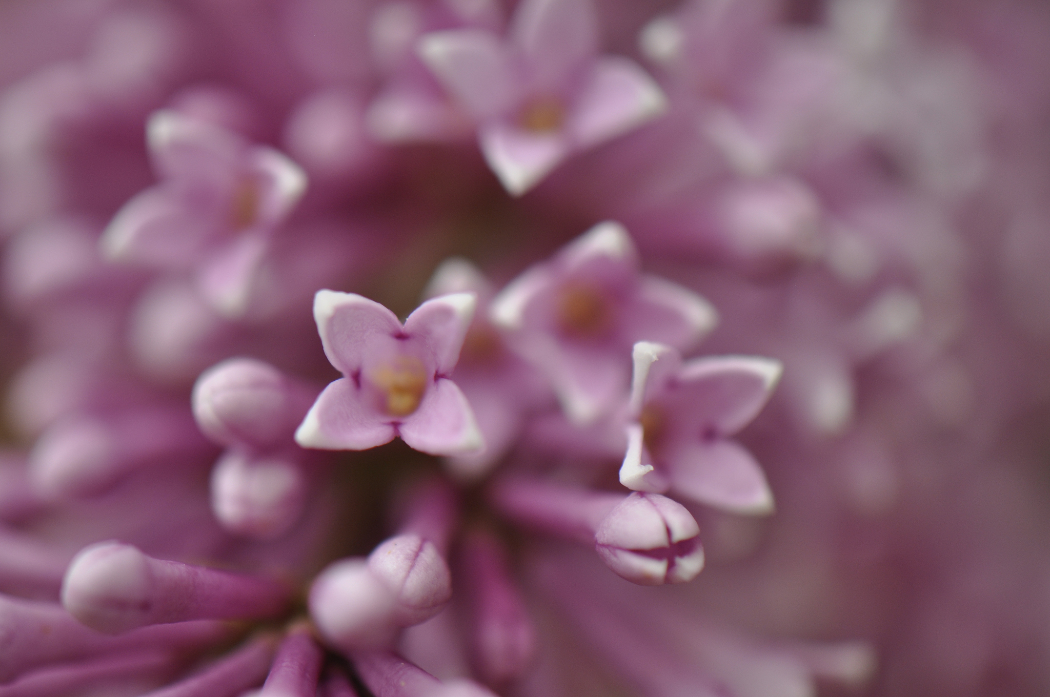 blüte