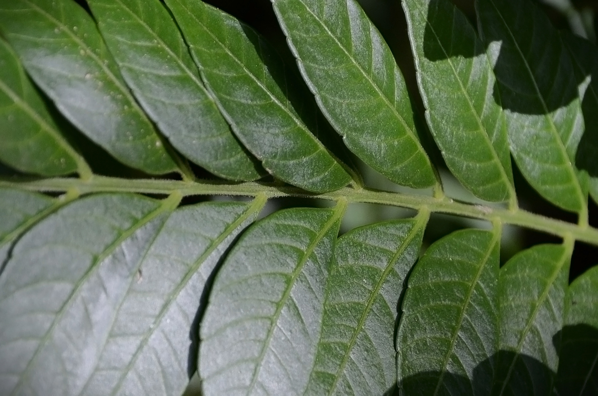 植物缺肥信号！解读最灵敏的形态指标