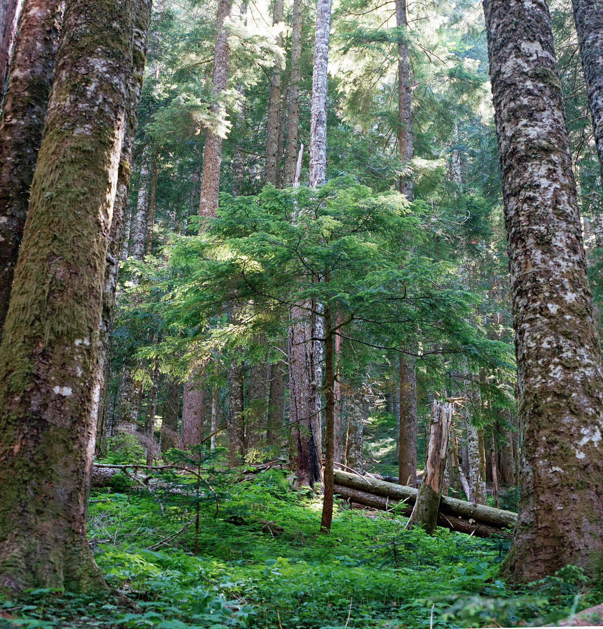 社会实践东北虎豹国家公园树木种类及植被类型