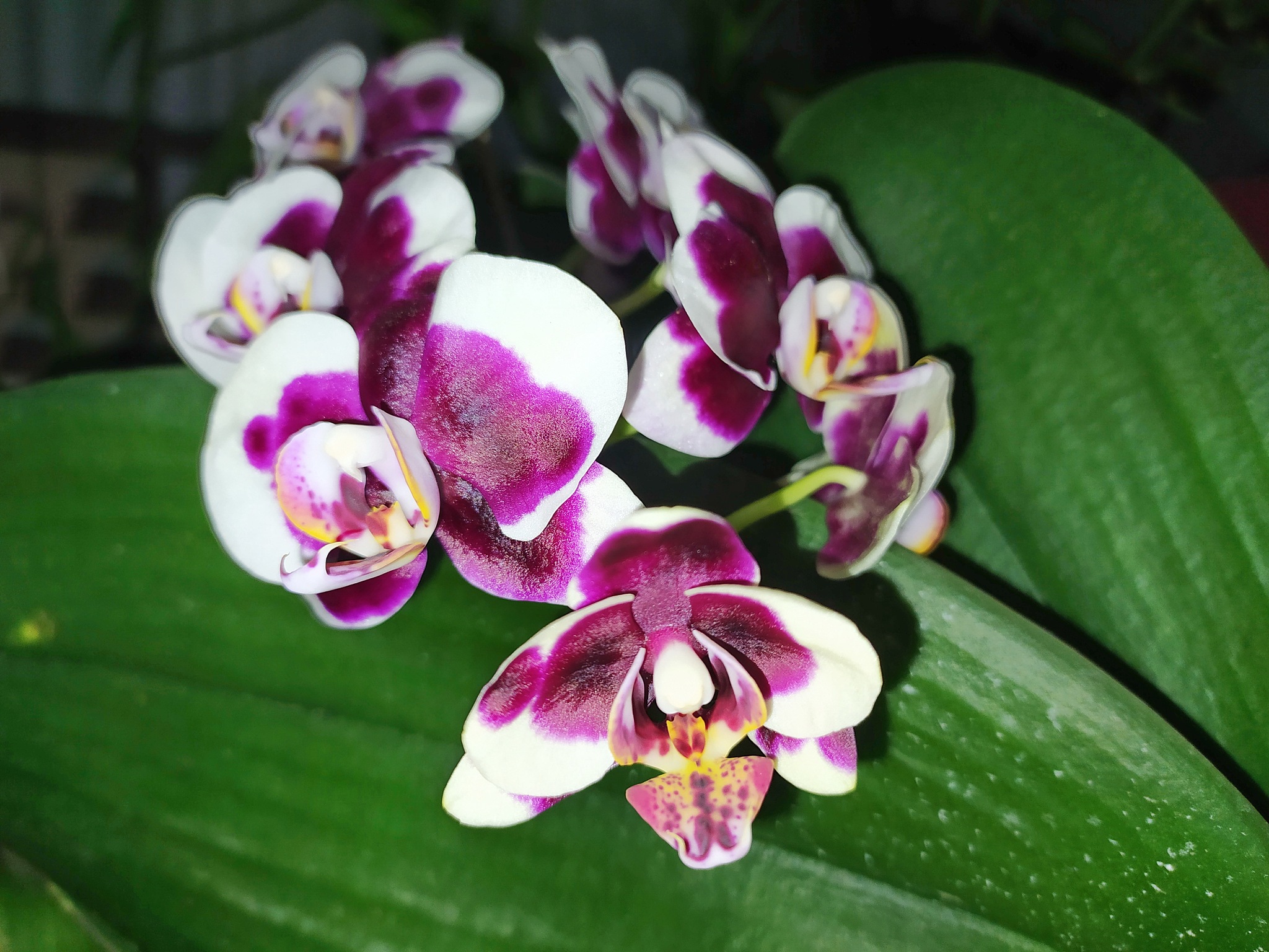beautiful orchid