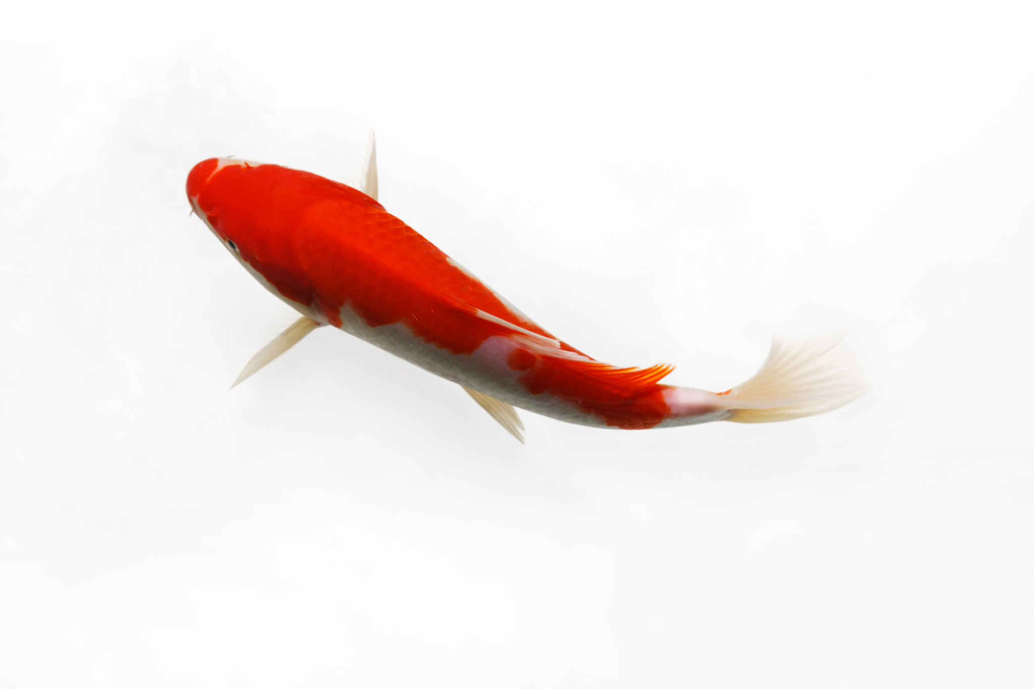 锦鲤品种大全：特点、养殖技巧，打造美丽水族景观