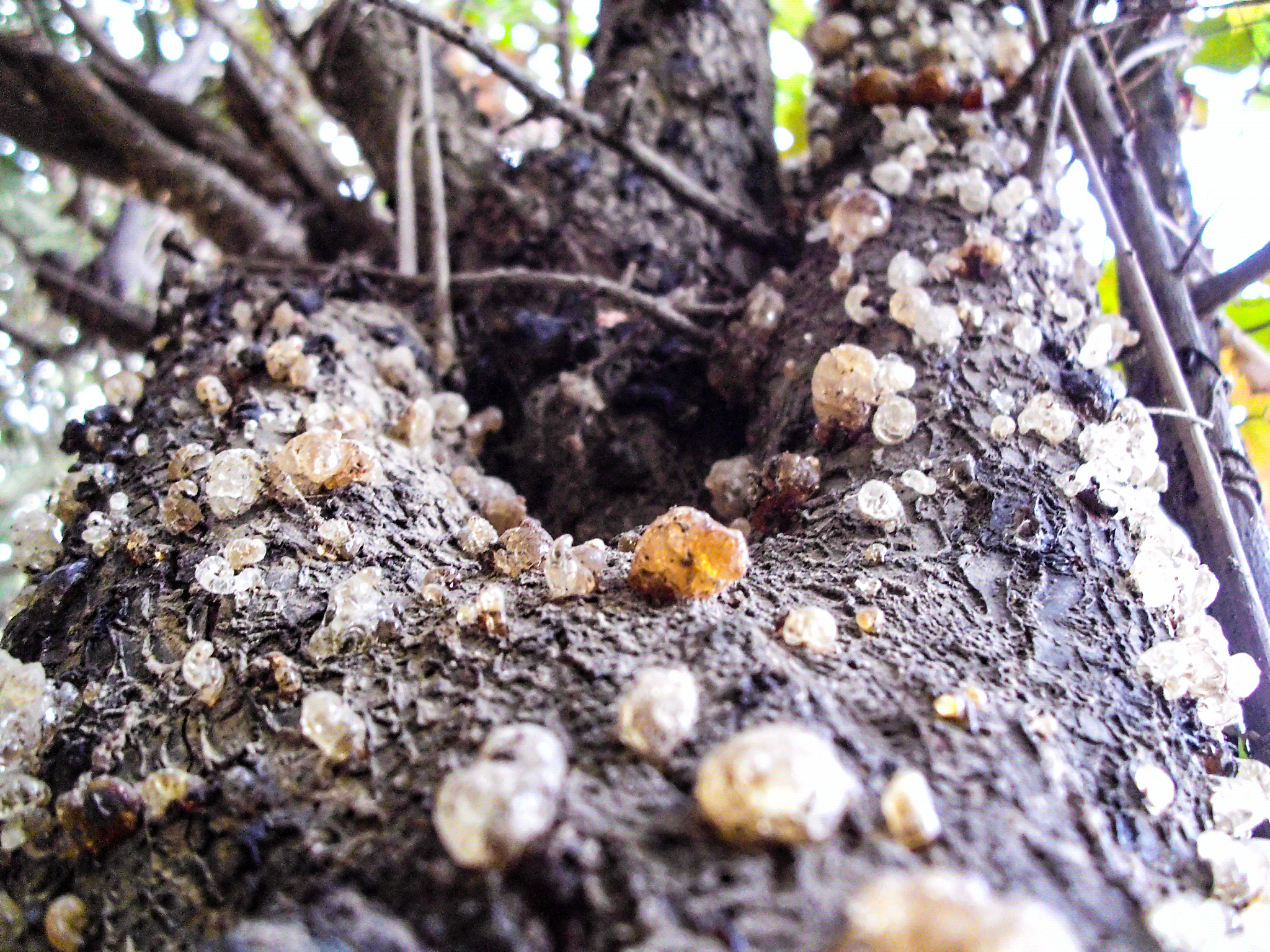 natural glue from trees