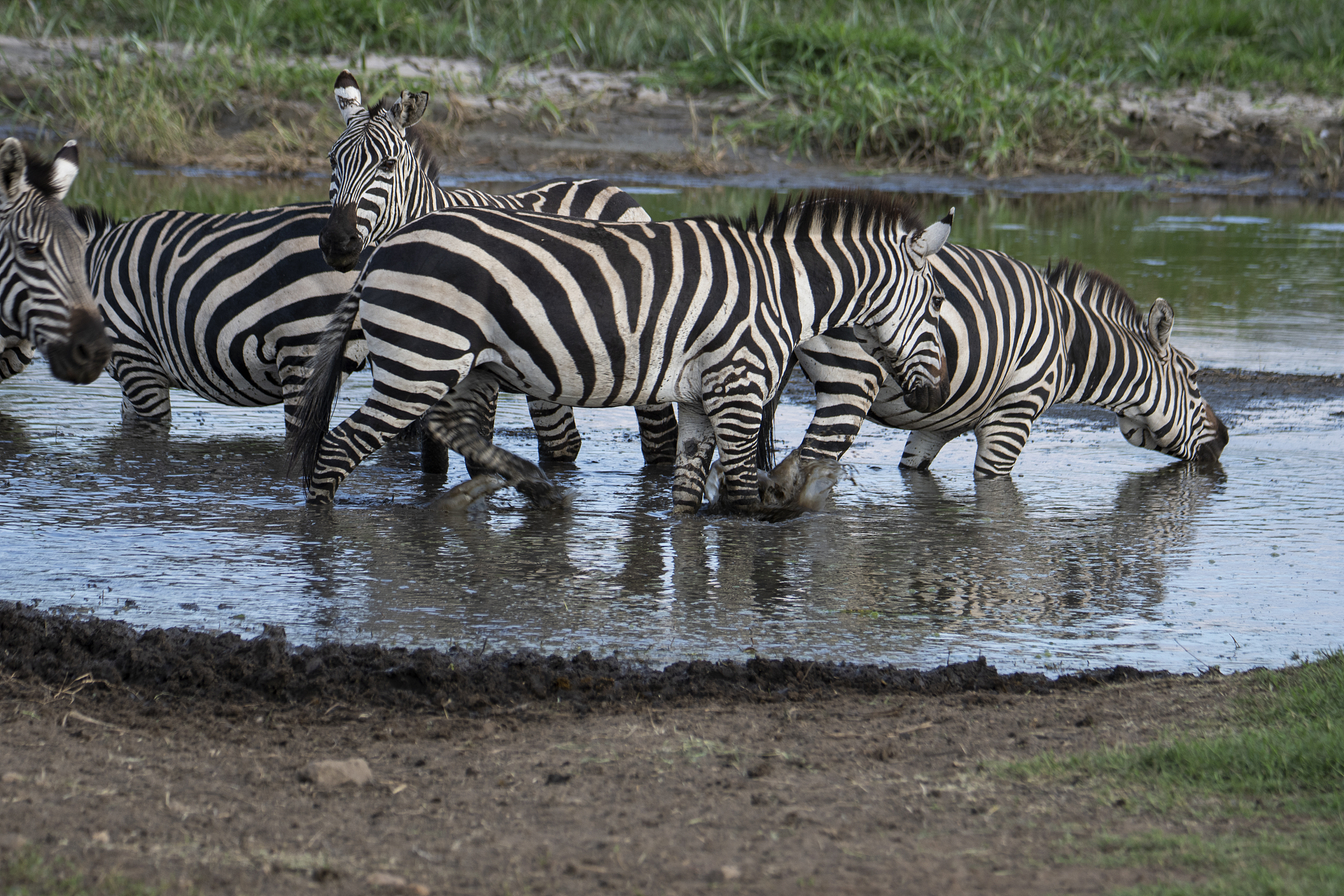 herd of zebra in the wild savannah, serengeti national park, tan
