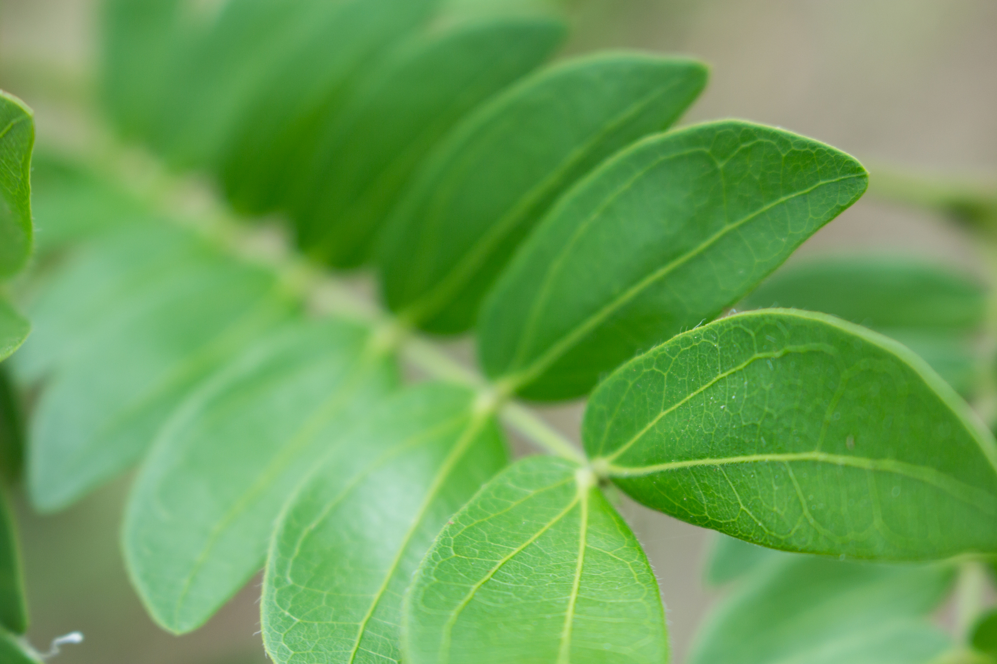 leaf in nature abstract background