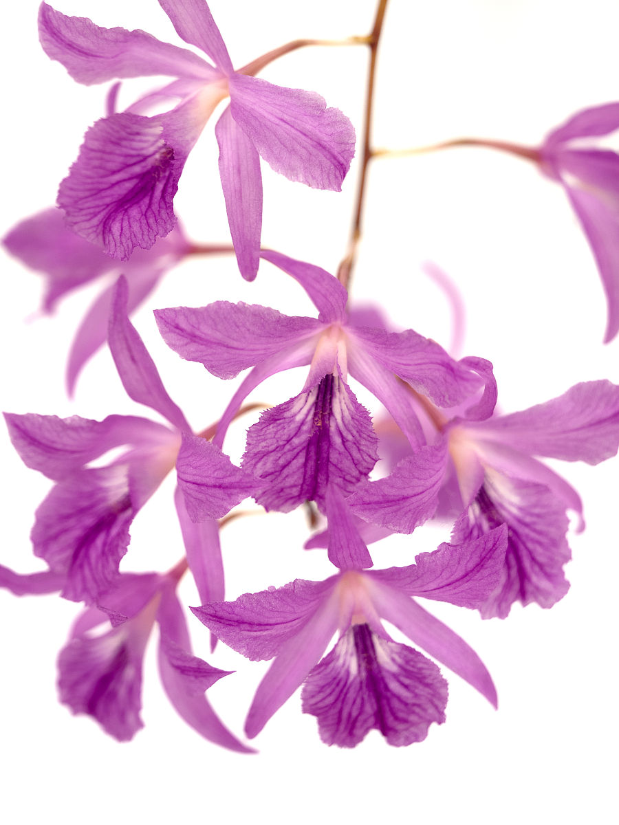 用以下内容帮我写一个新闻稿文案akg西兰花种子水提物【规格】【成分】【产品优势】【使用方法】【结尾】