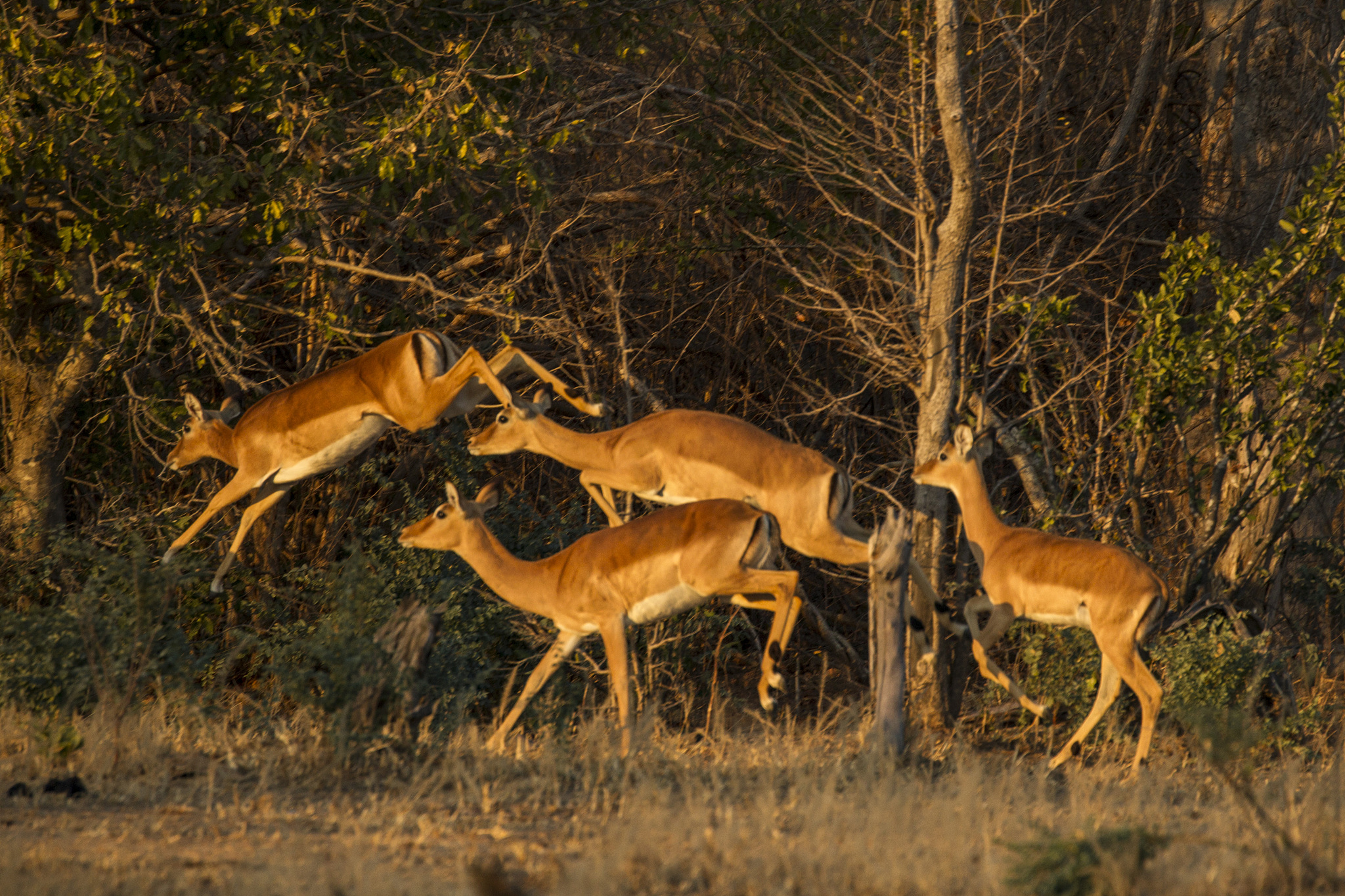 impala (aepyceros melampus), mana pools, zimbabwe