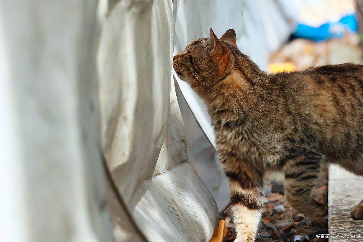 猫咪突然炸毛、躲沙发底？别笑它胆小！这6 样东西是猫的“童年阴影”