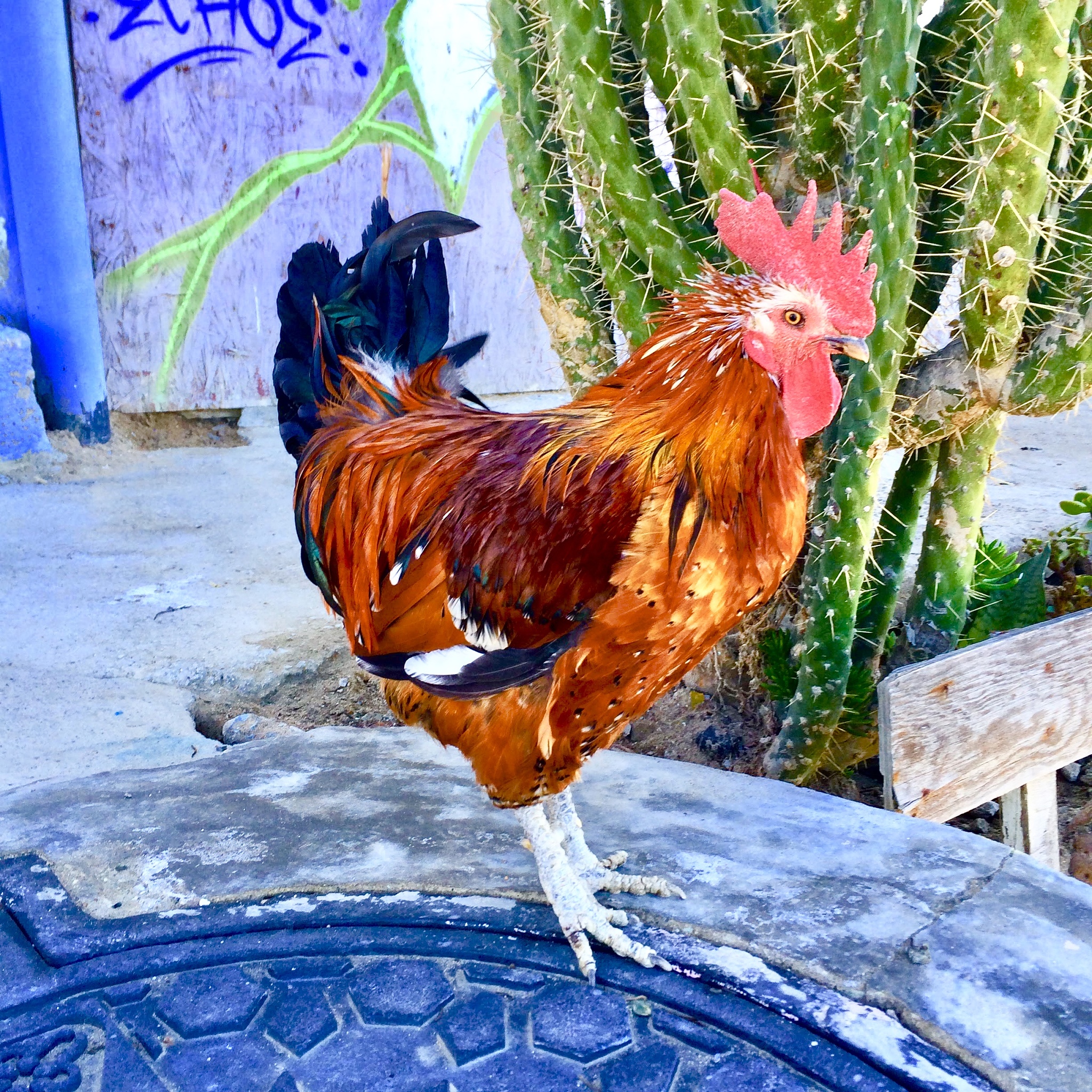chicken