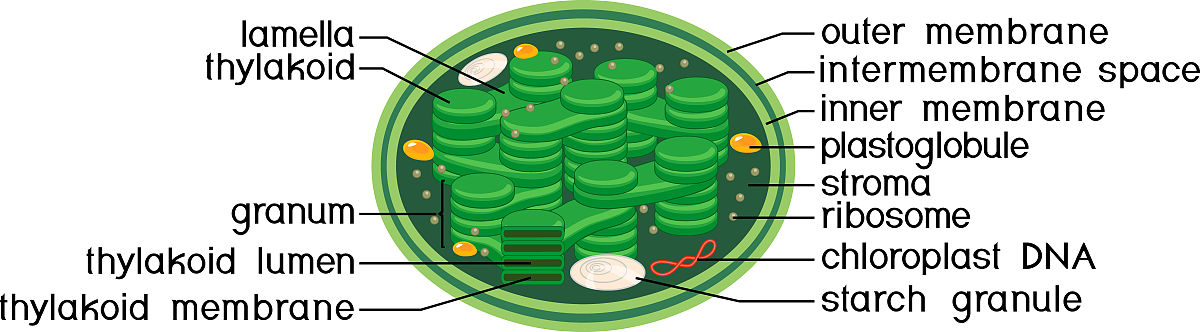 植物线粒体和叶绿体中的ROS：产生途径和清除机制