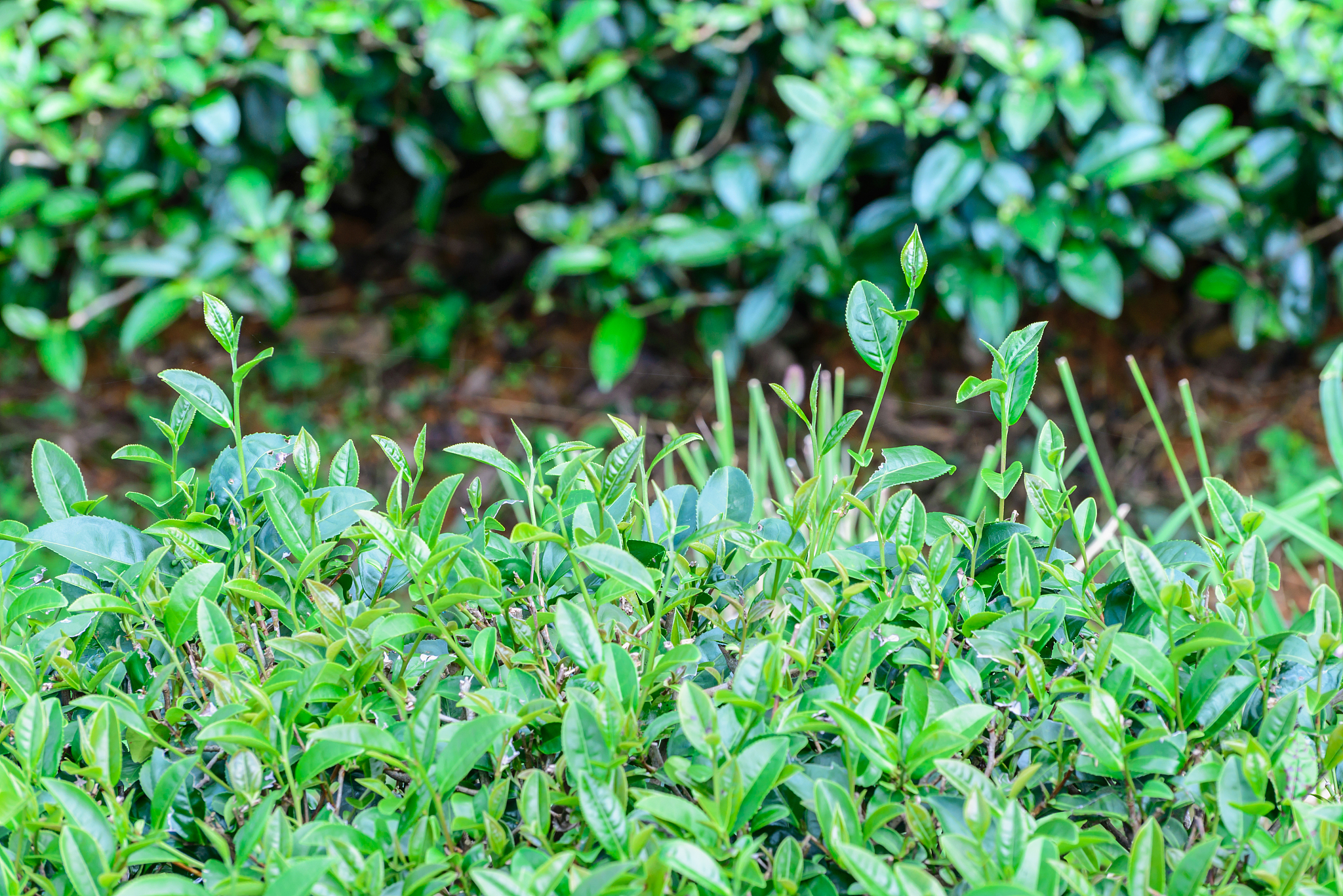 帮我把下面的内容改写成诗每一段都分开博白这片肥沃的土地孕育出了独特的美食——空心菜。一池清水一片空心菜苍碧像一行长在碧波之上的诗一条游在水里的青龙。空心菜这道博白特色美食口感鲜美。它不仅是当地民众的最爱也成为了博白的一张名片。博白蕹菜空心菜是国家地理标志保护产品。博白蕹菜大多数为水培当地人称水中青龙以鲜、脆、嫩著称。空心菜的独特之处源于博白地区的气候、土质和种植技术。博白蕹菜采取以防为主、综合防治