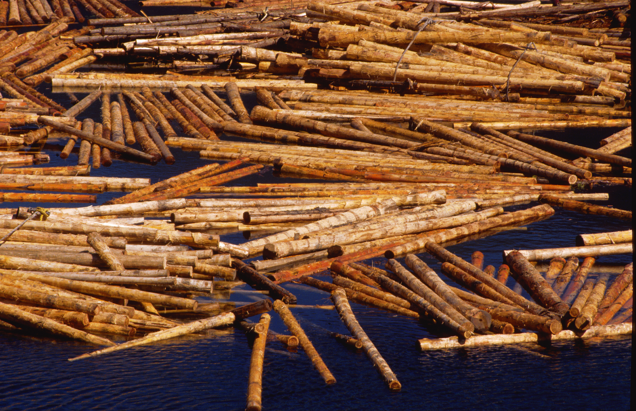 重庆市卫生高级技工学校中草药种植专业好就业吗