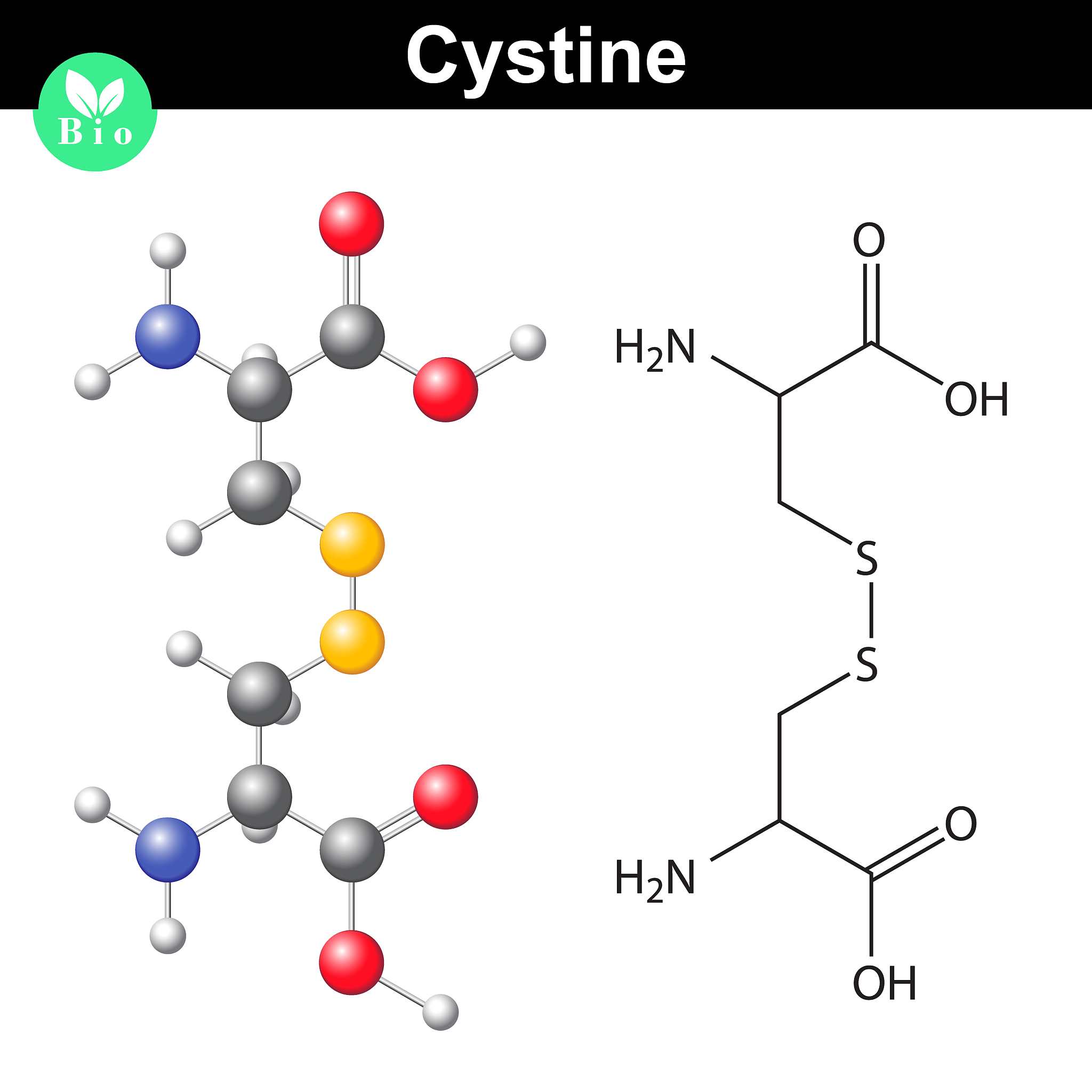 cystine dipeptide molecular structure cysteine