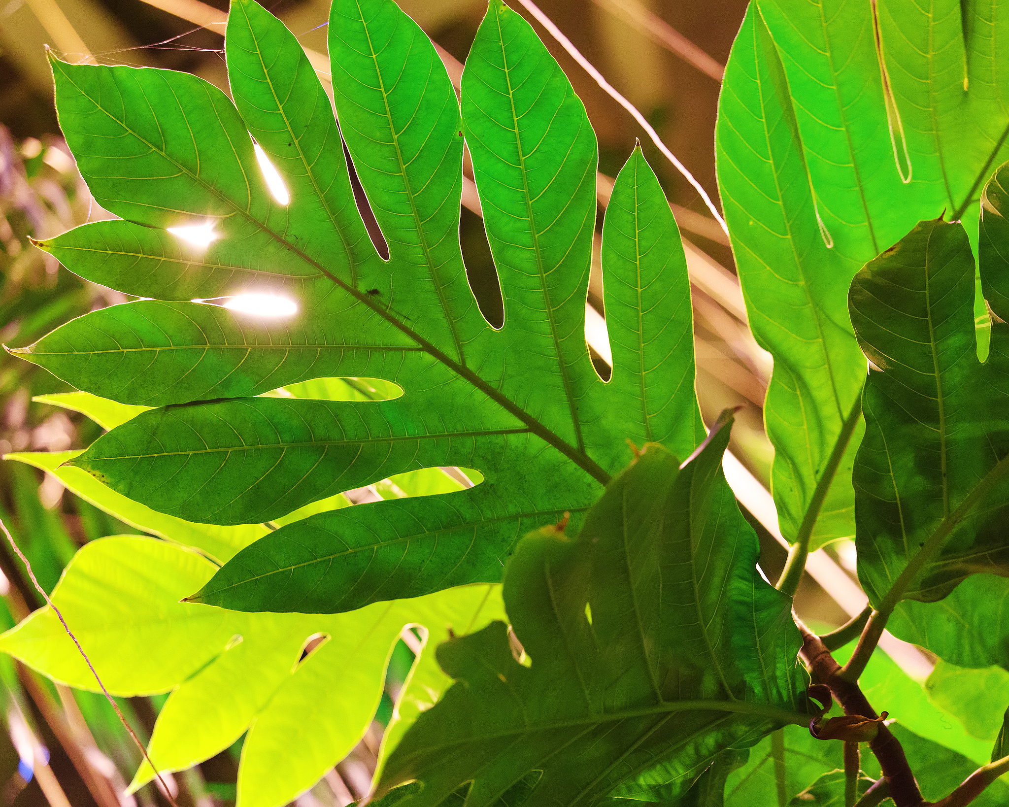 natural background, huge green leaves in tropical park.