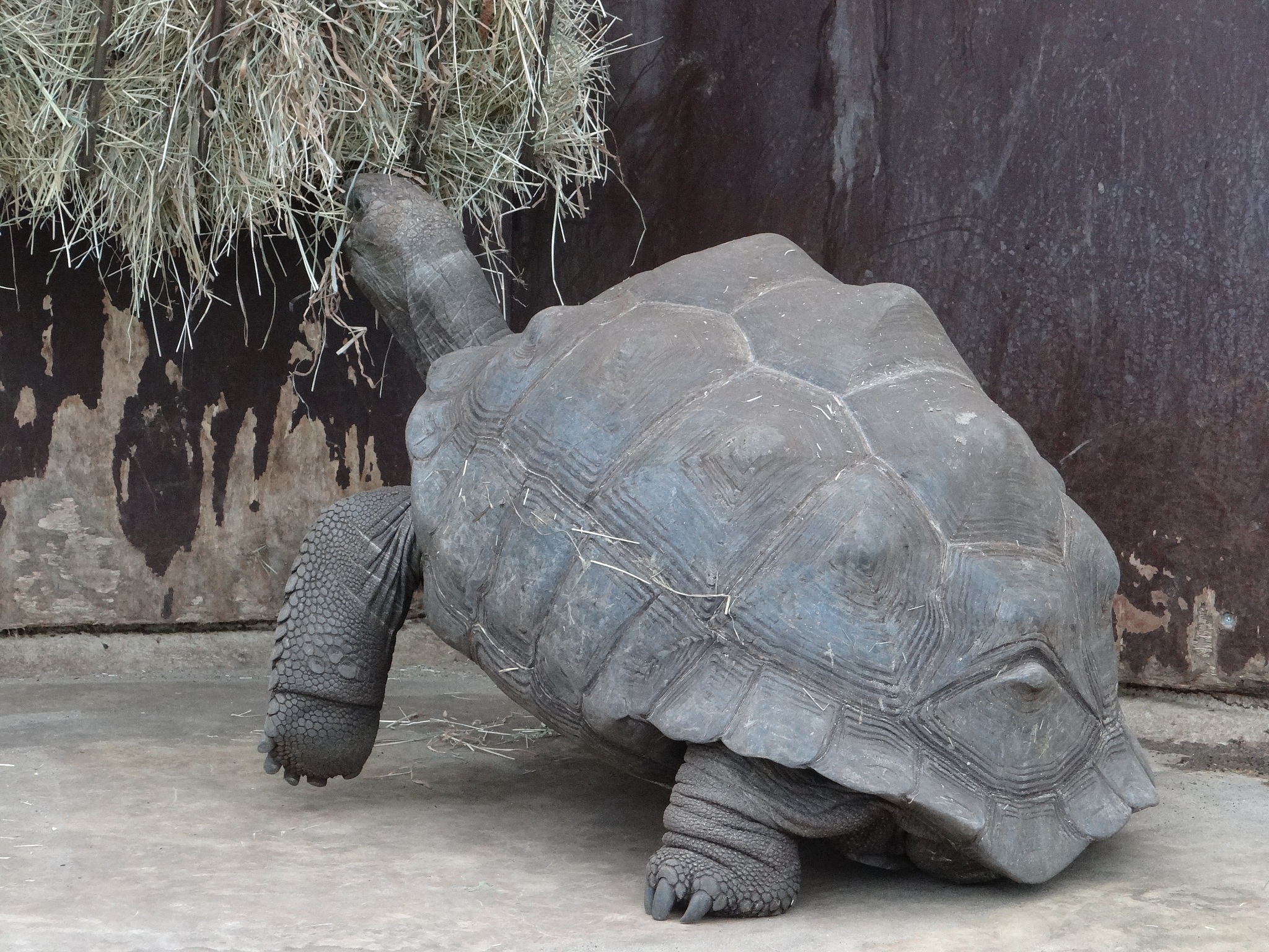 eating turtle