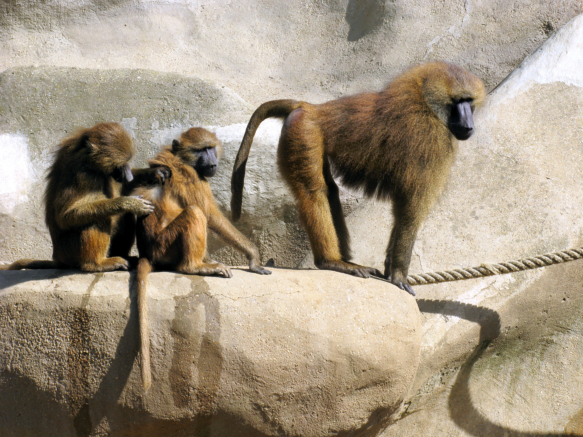 人科类的动物有